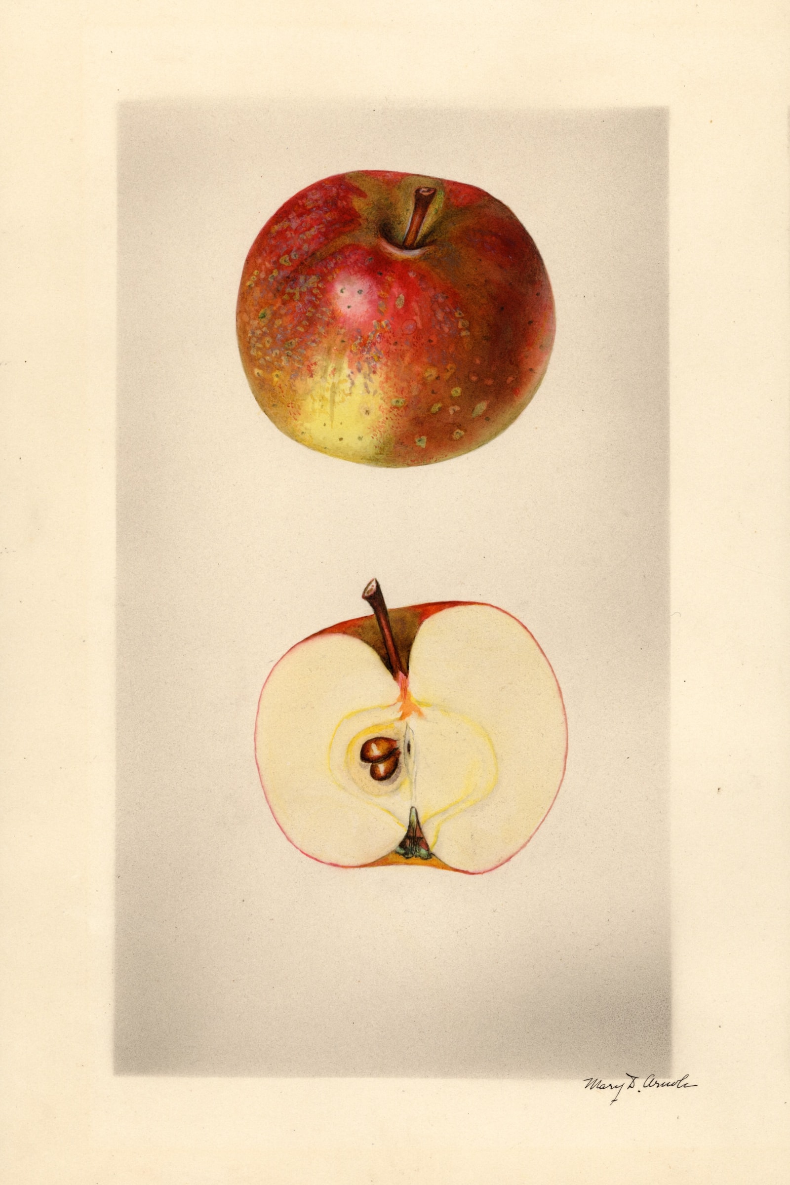 Dulaney Apple