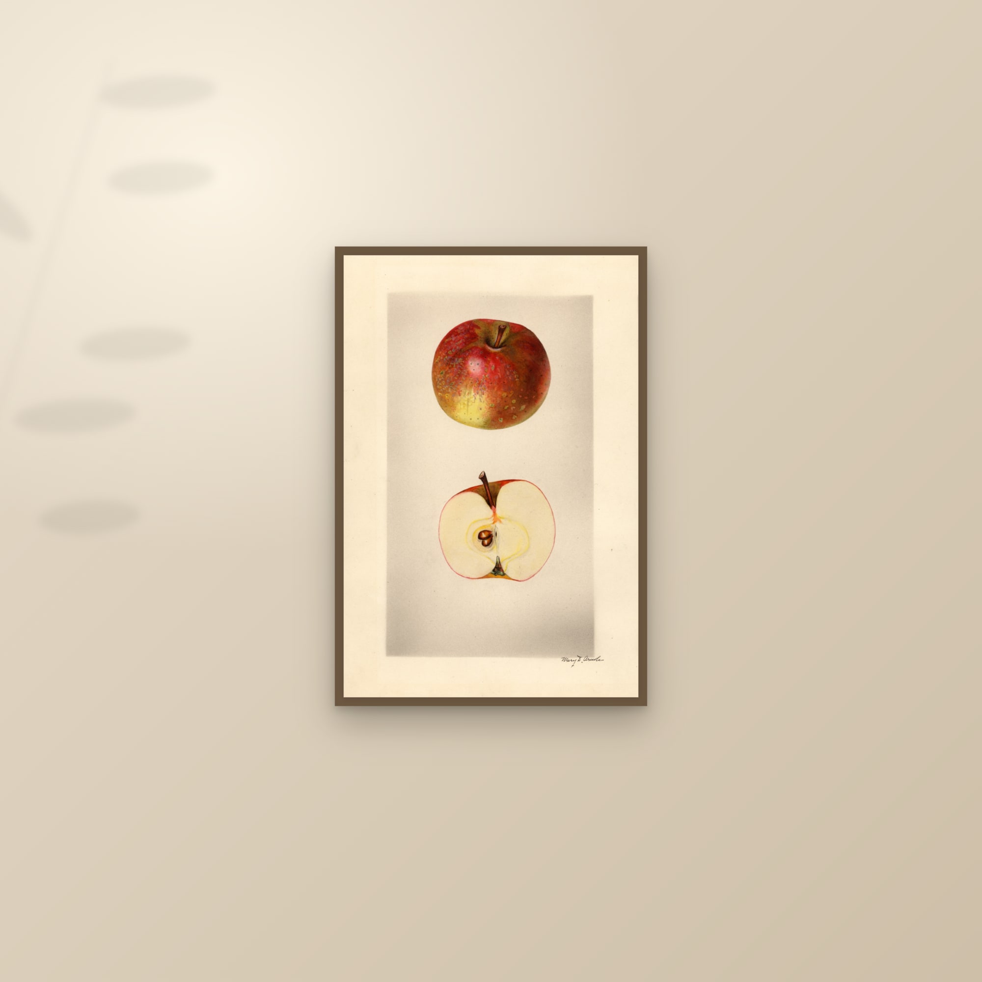 Dulaney Apple — framed and styled on a sunlit wall