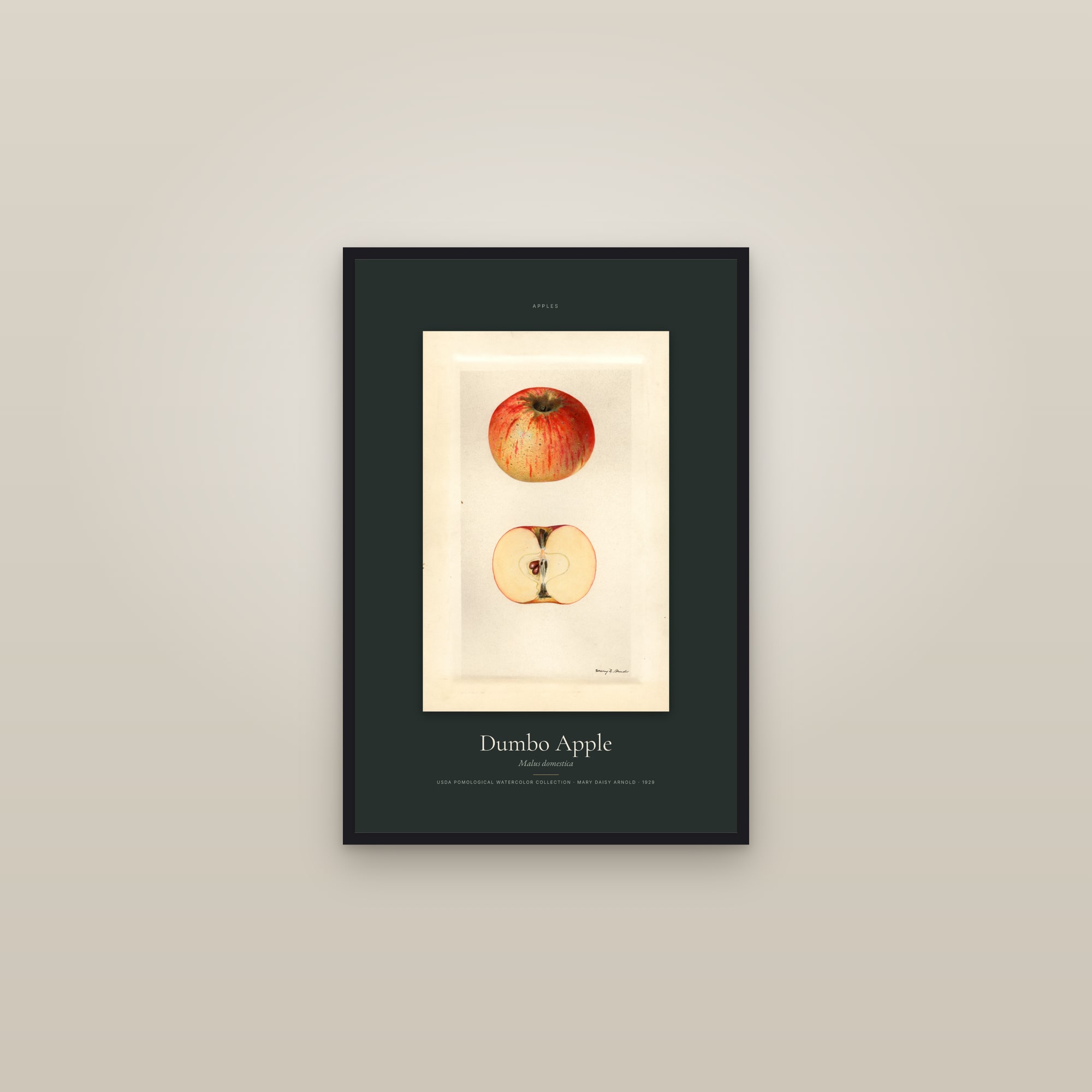 Dumbo Apple — Specimen — framed in a gallery setting