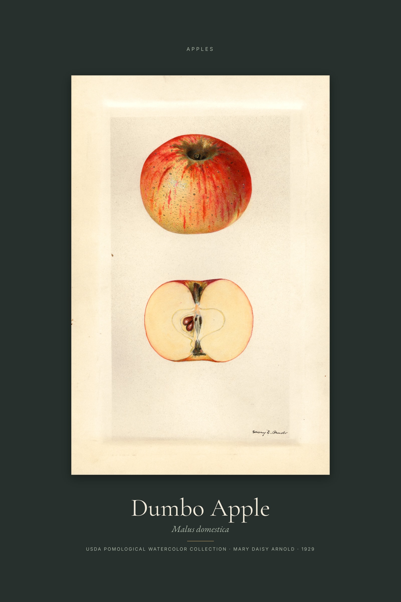 Dumbo Apple — Specimen