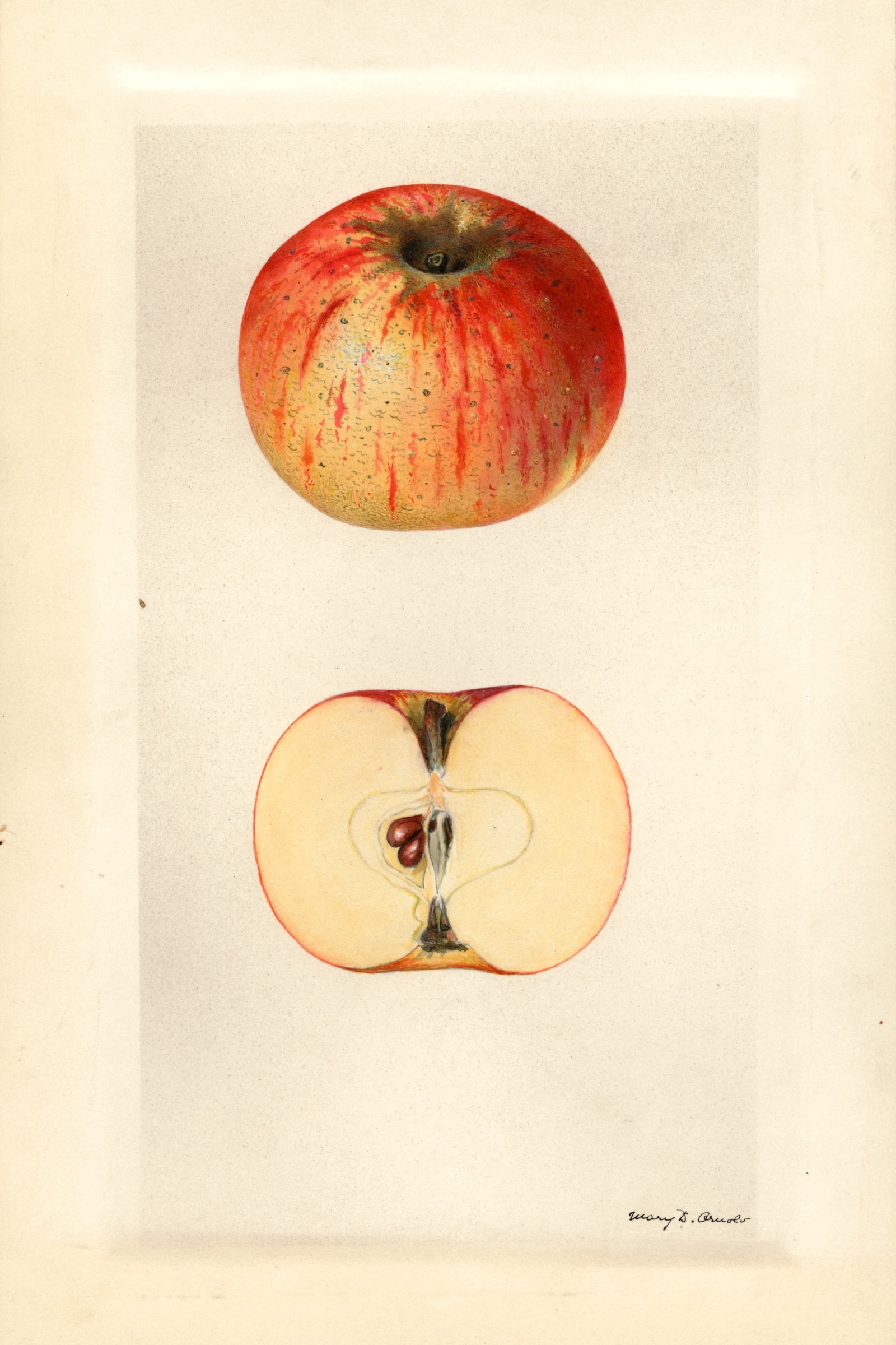 Dumbo Apple