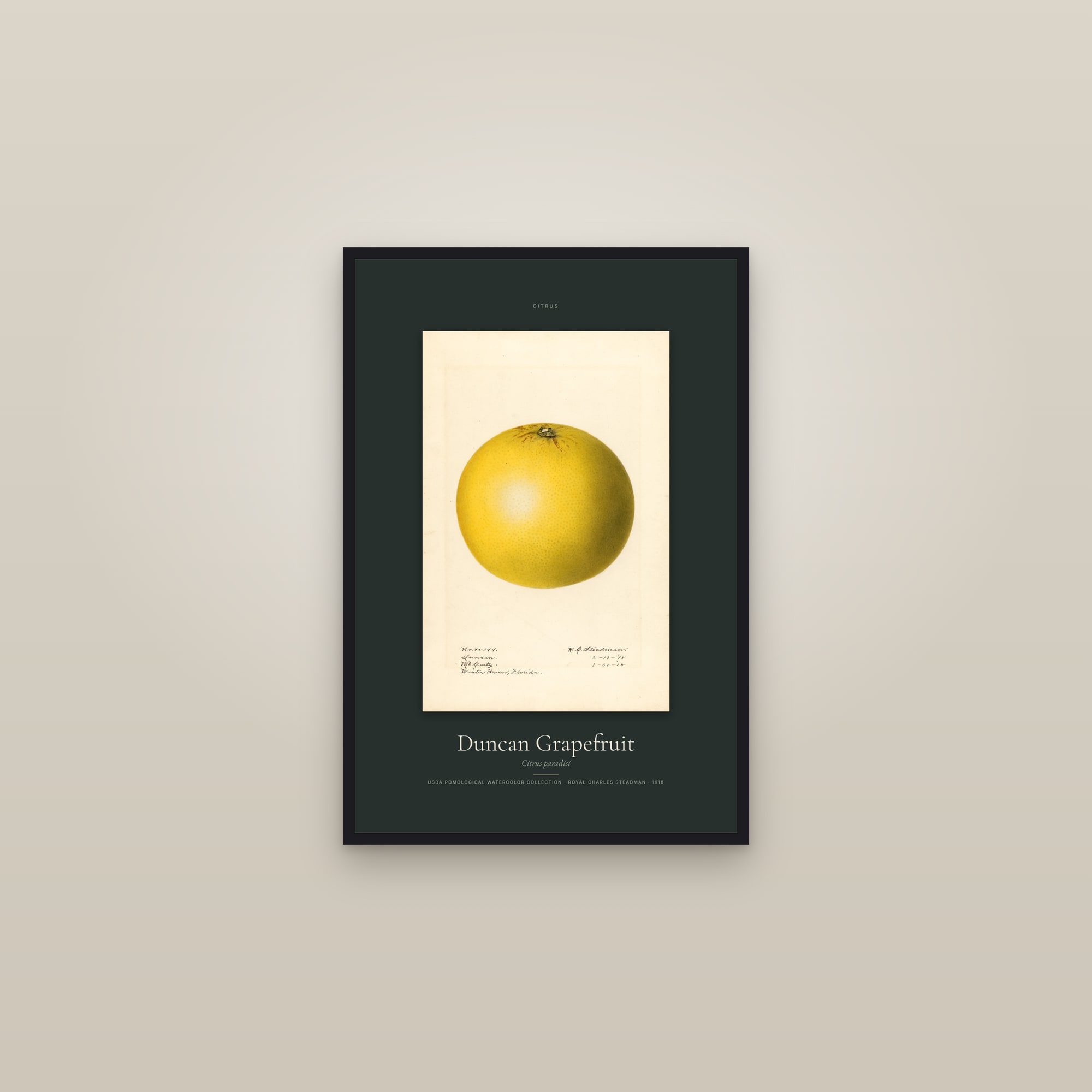 Duncan Grapefruit — Specimen — framed in a gallery setting