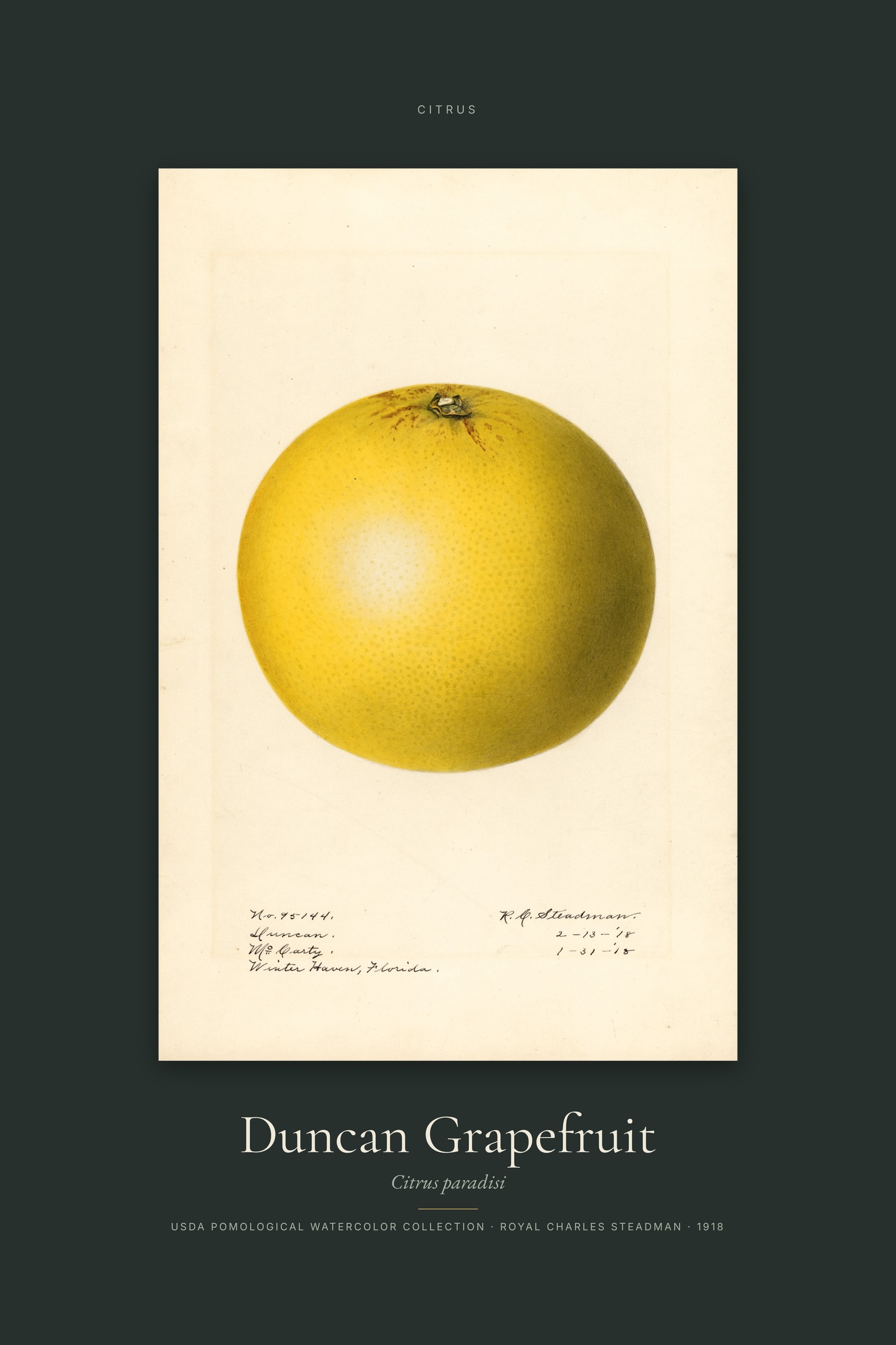 Duncan Grapefruit — Specimen