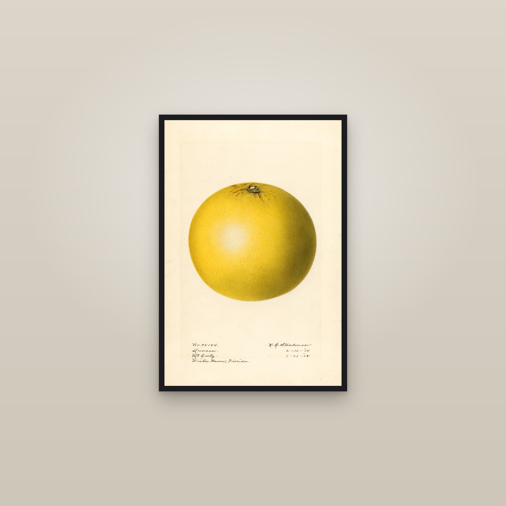 Duncan Grapefruit — framed in a gallery setting
