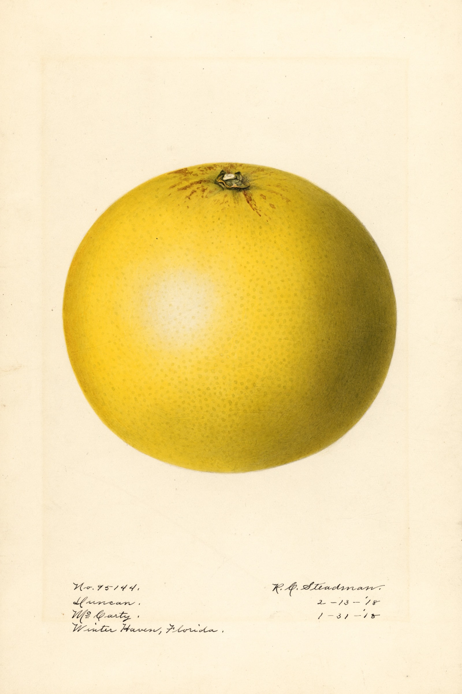 Duncan Grapefruit