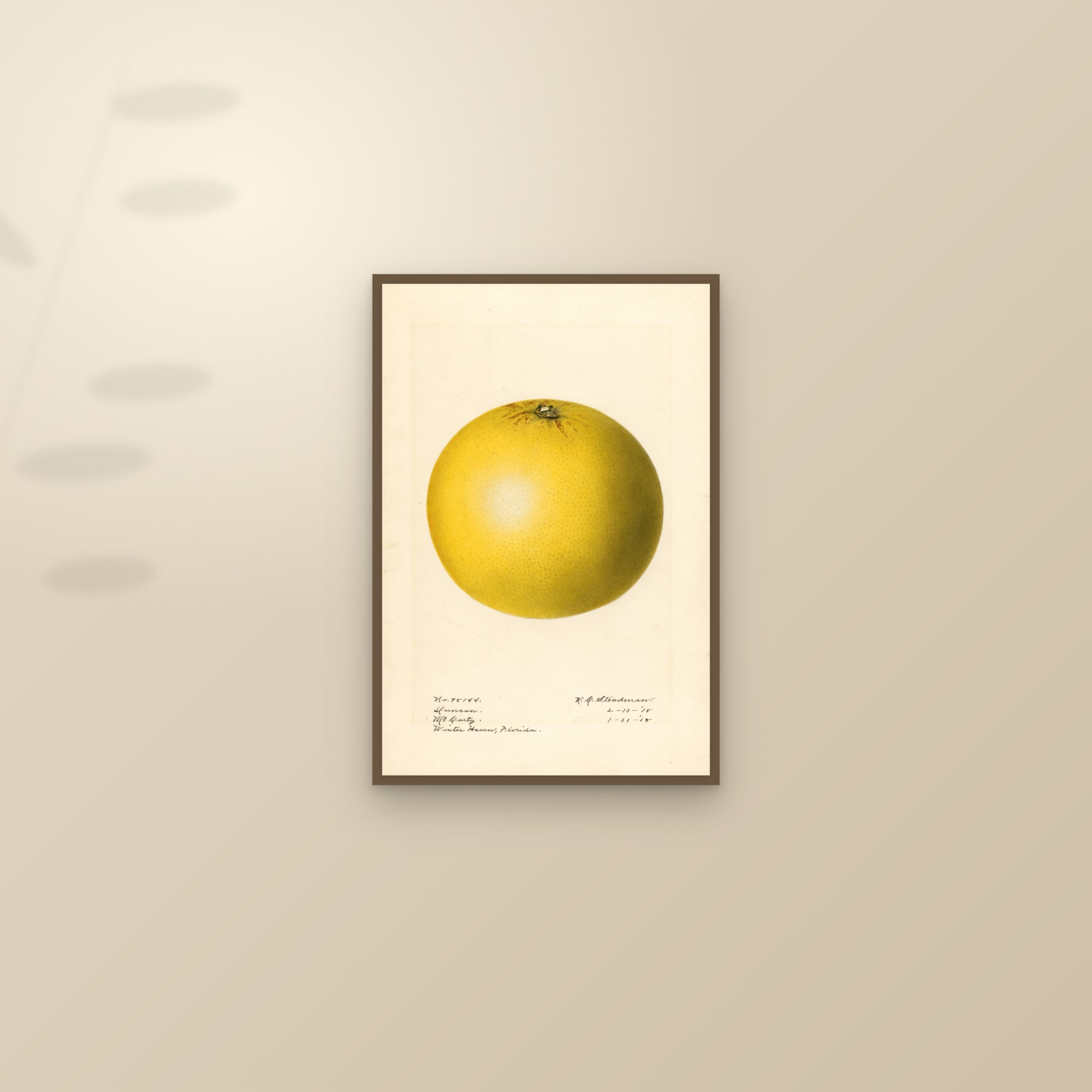 Duncan Grapefruit — framed and styled on a sunlit wall