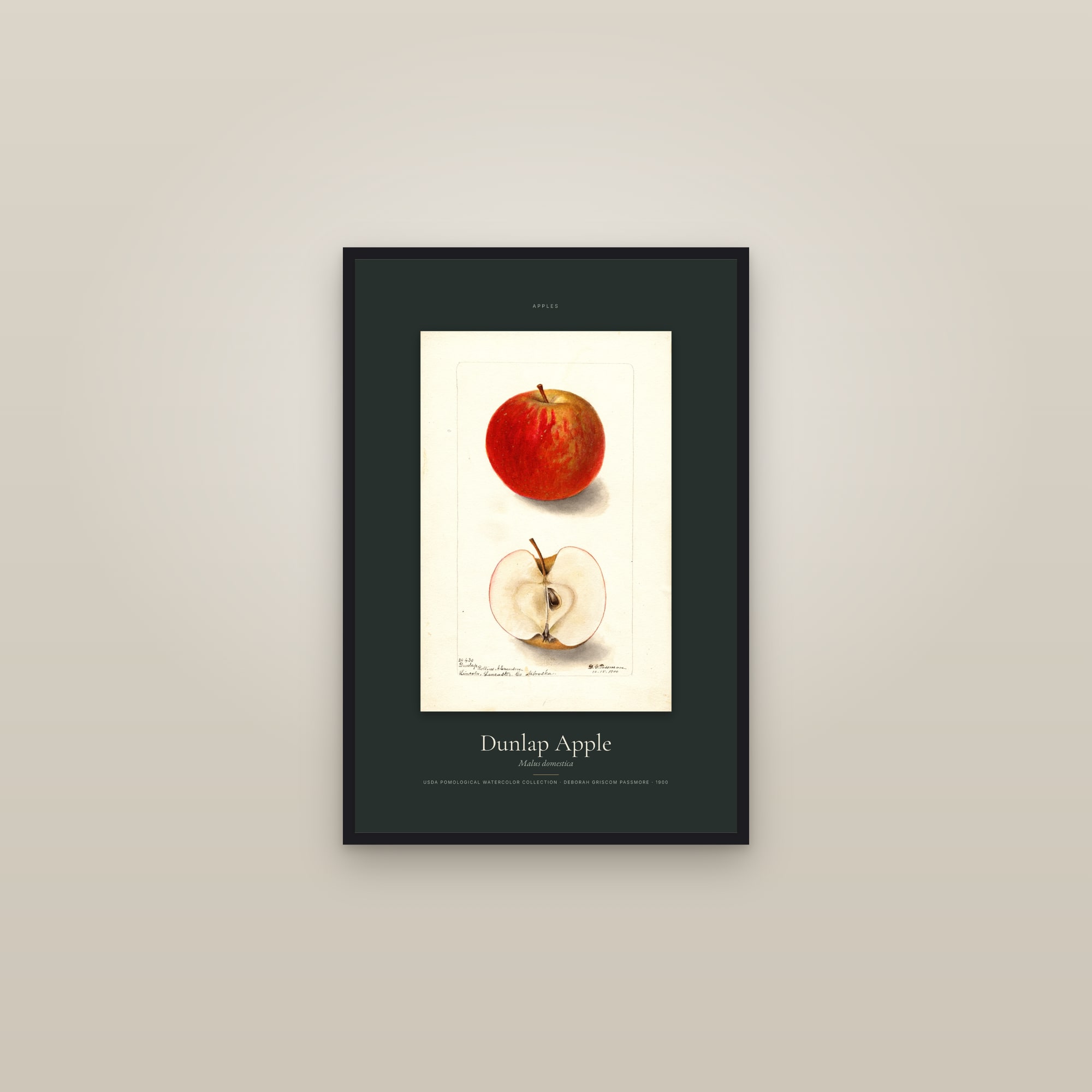 Dunlap Apple — Specimen — framed in a gallery setting