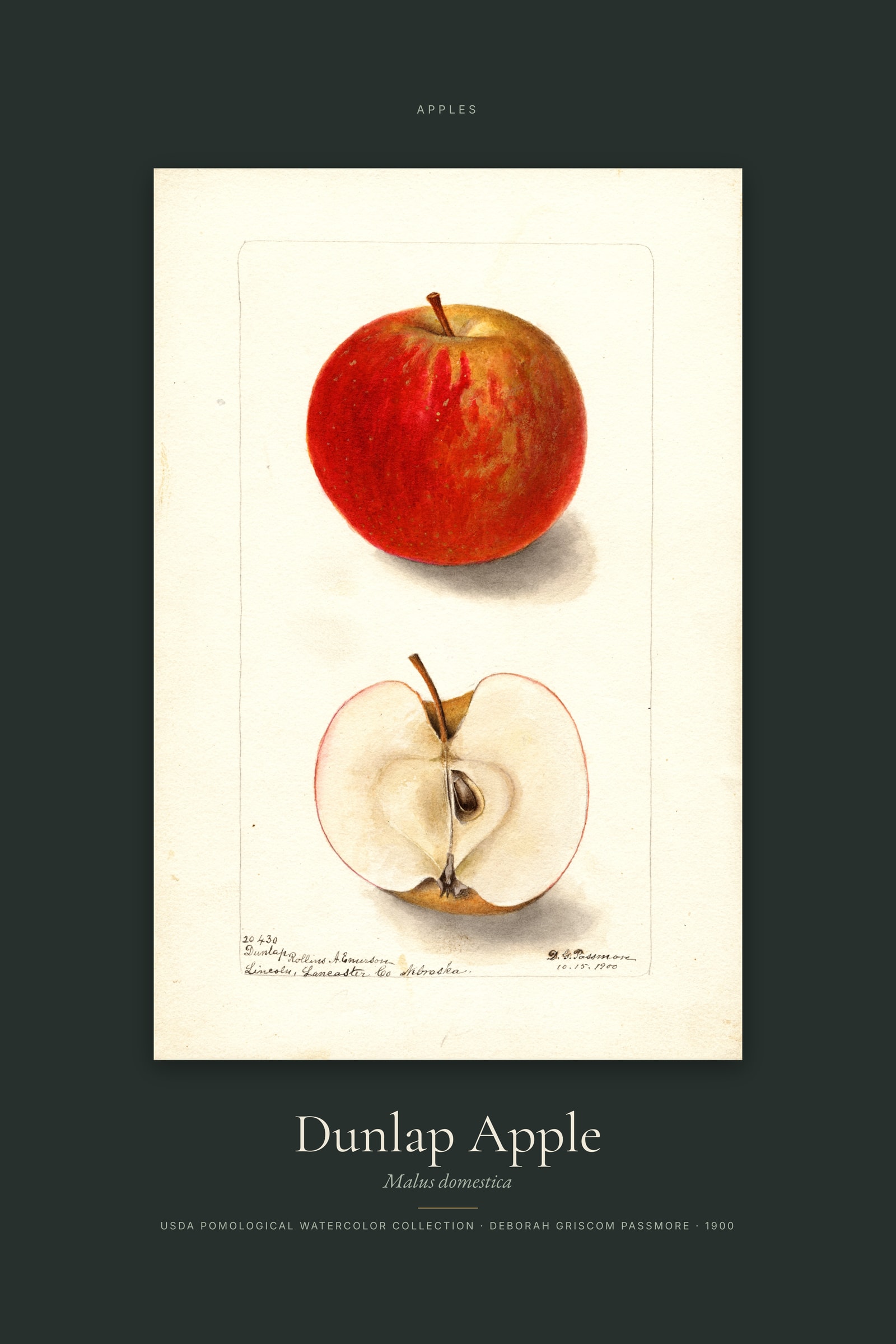 Dunlap Apple — Specimen