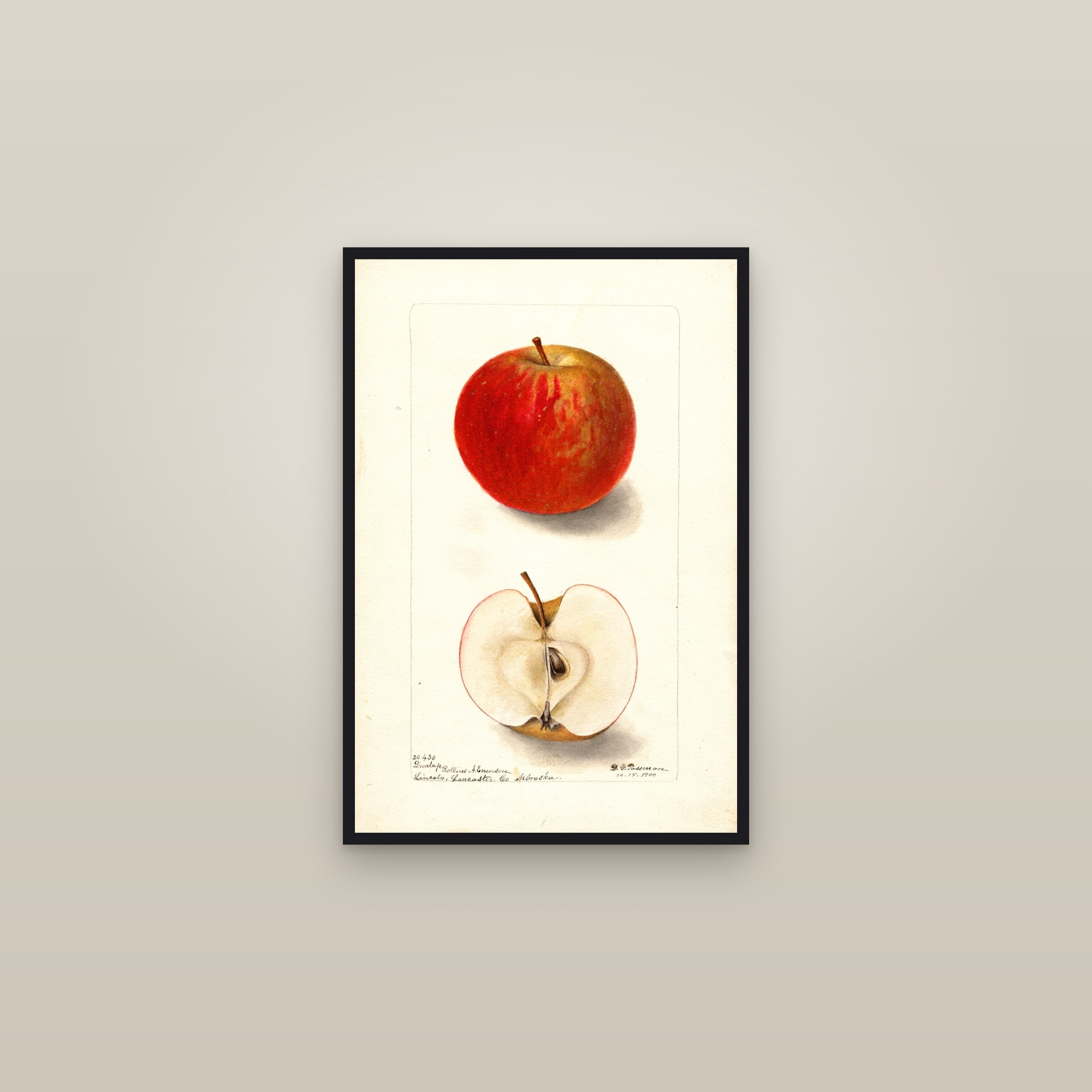 Dunlap Apple — framed in a gallery setting