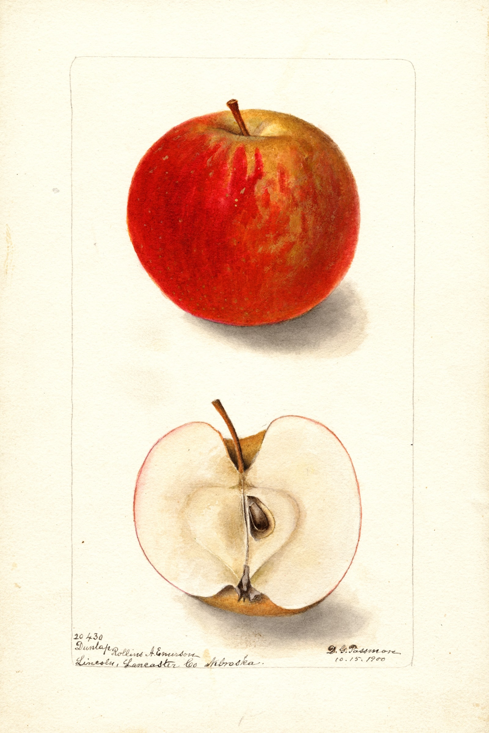 Dunlap Apple