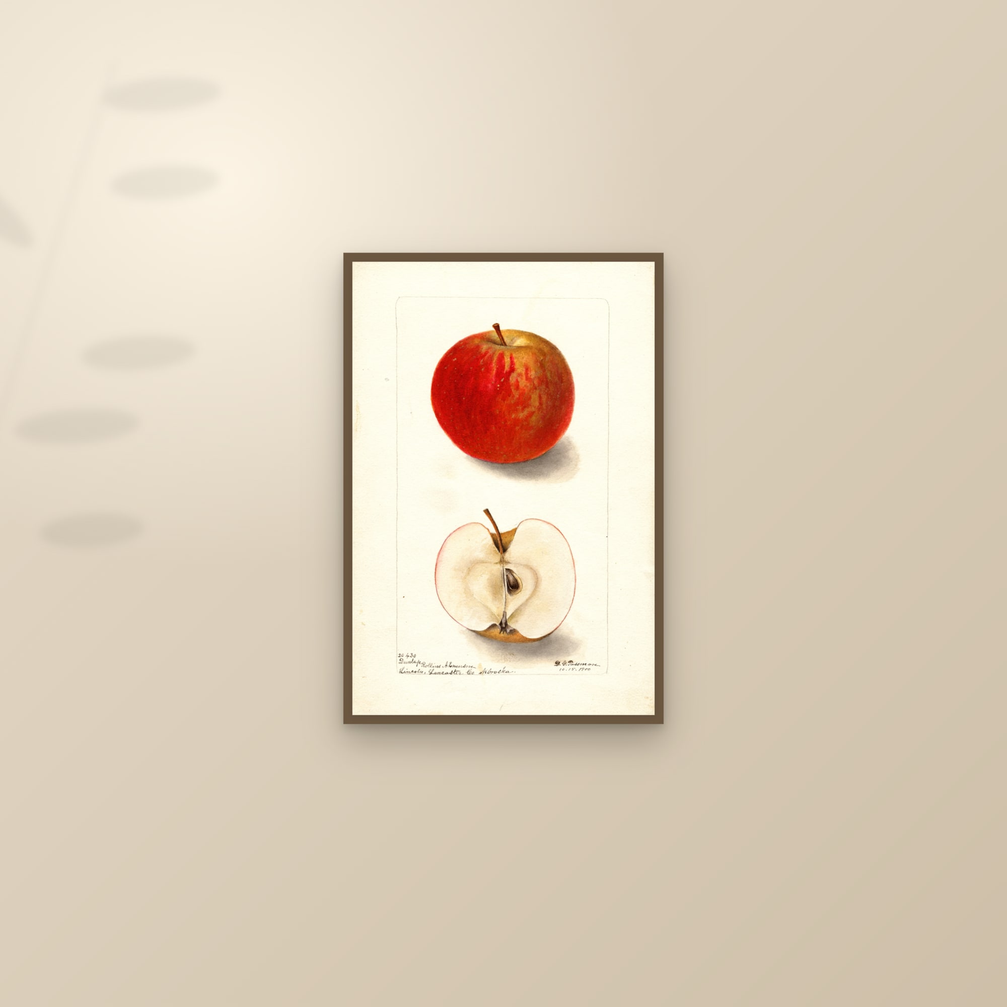 Dunlap Apple — framed and styled on a sunlit wall