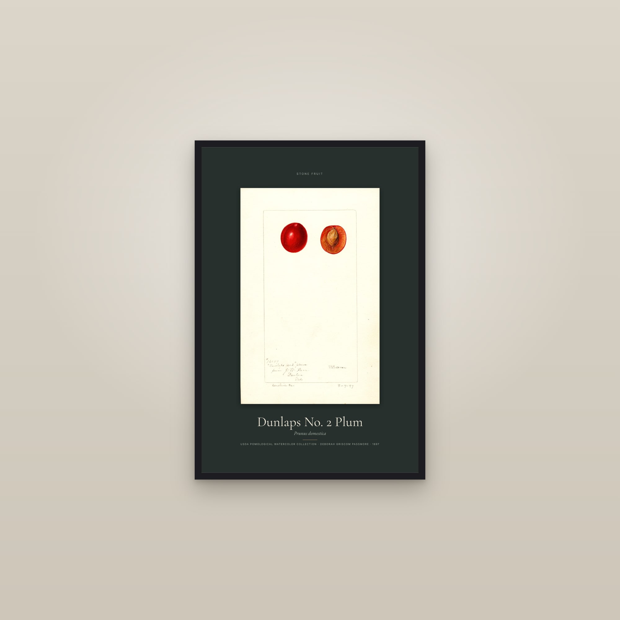 Dunlaps No. 2 Plum — Specimen — framed in a gallery setting