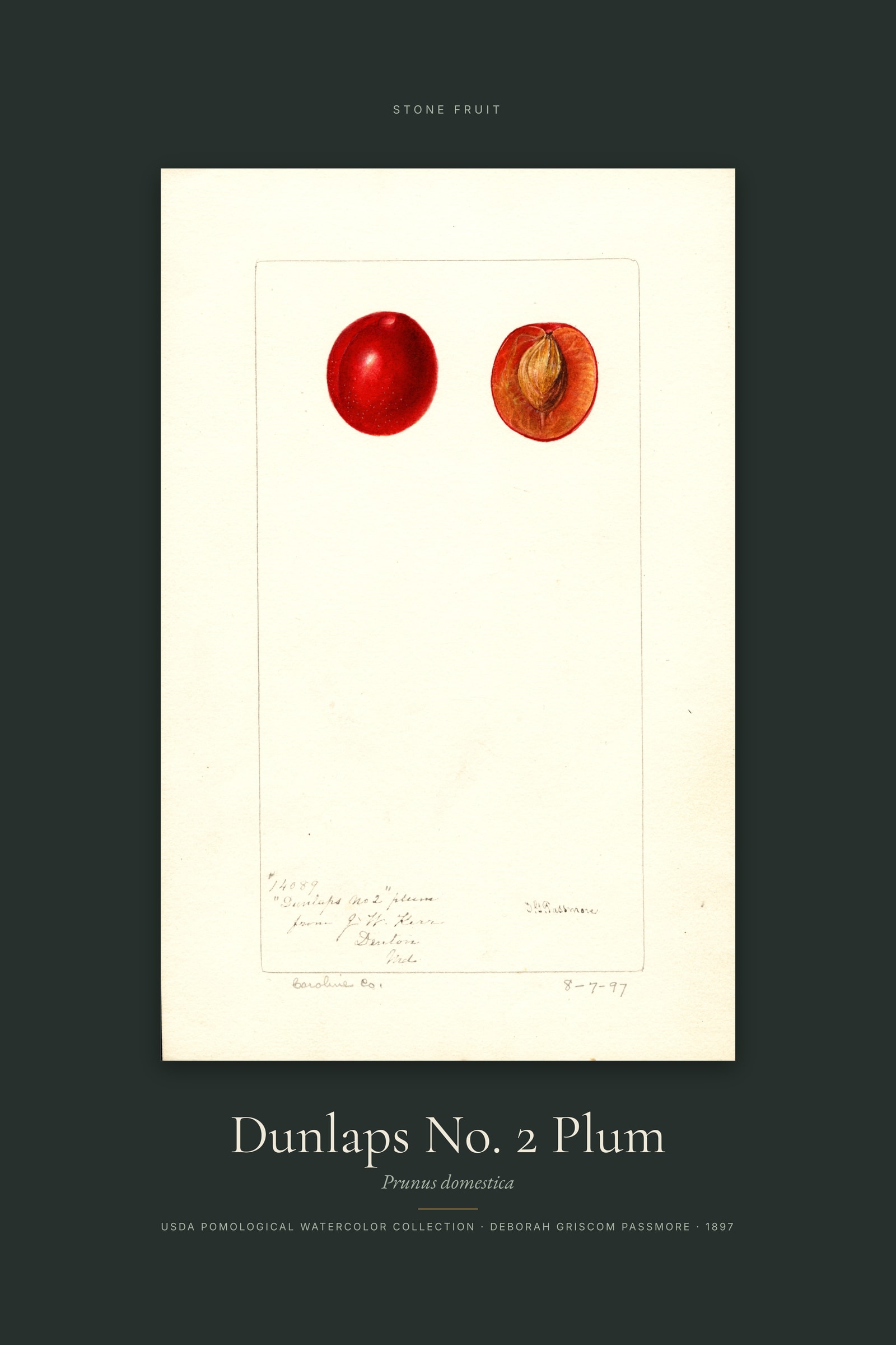 Dunlaps No. 2 Plum — Specimen