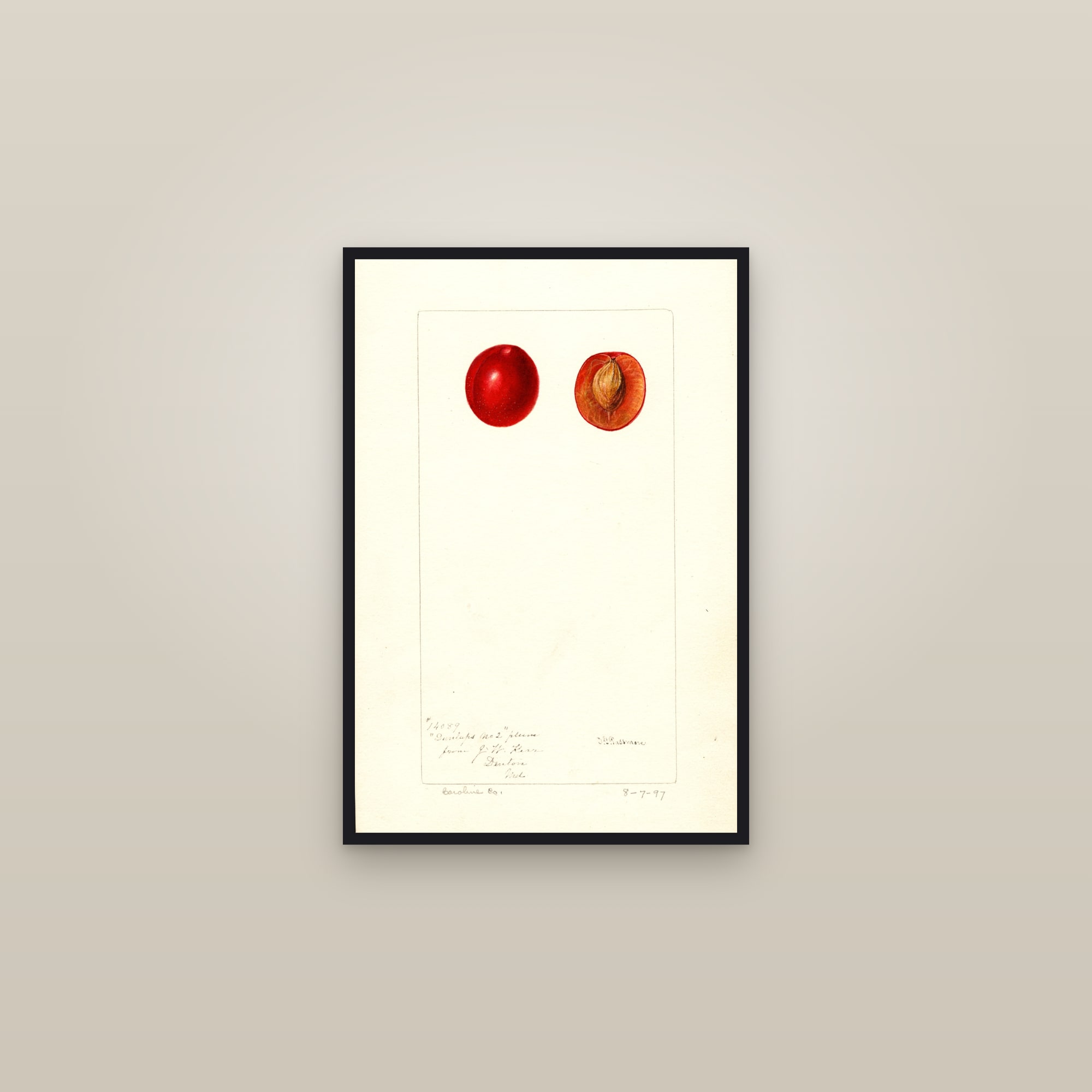 Dunlaps No. 2 Plum — framed in a gallery setting