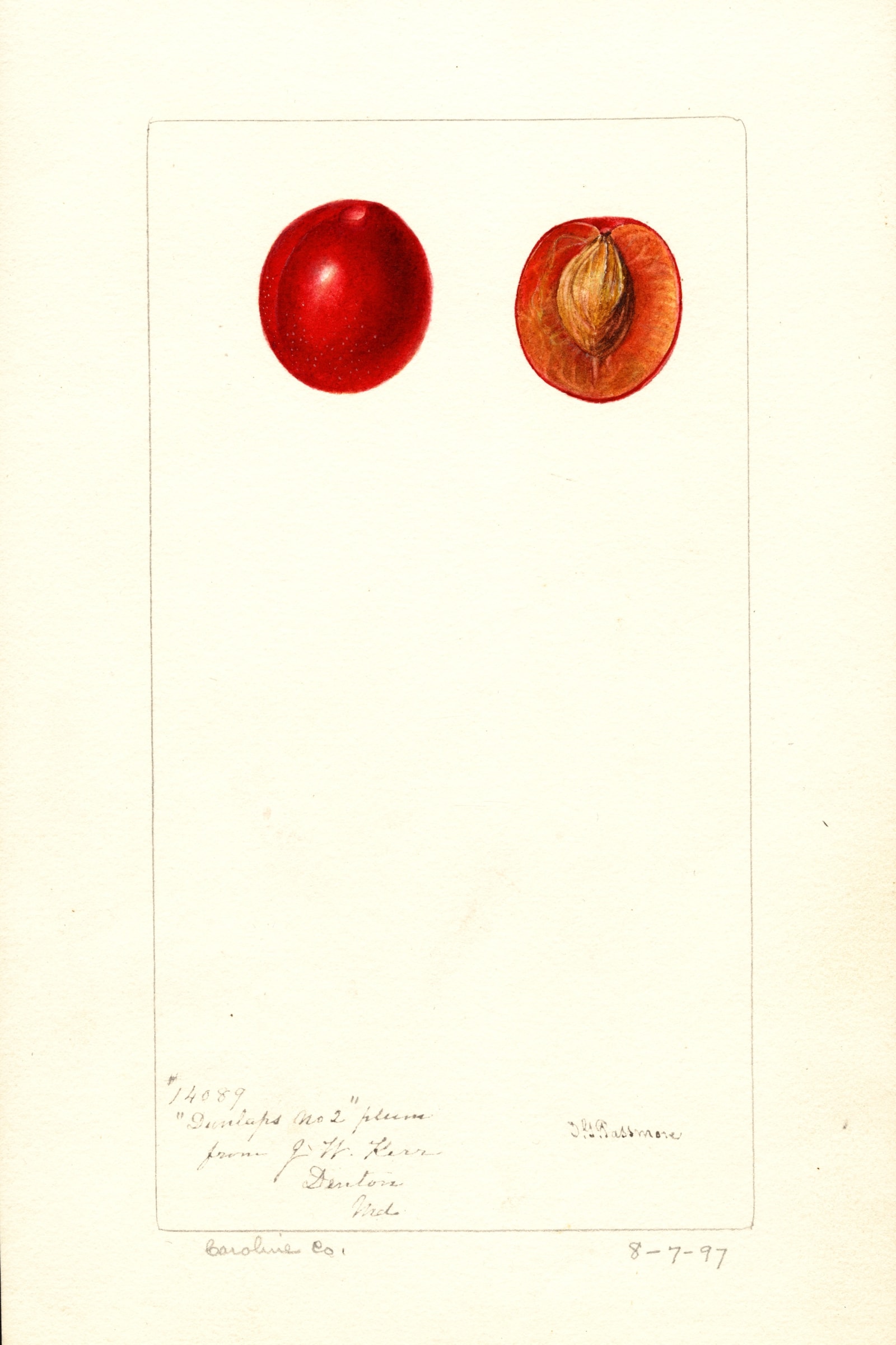 Dunlaps No. 2 Plum