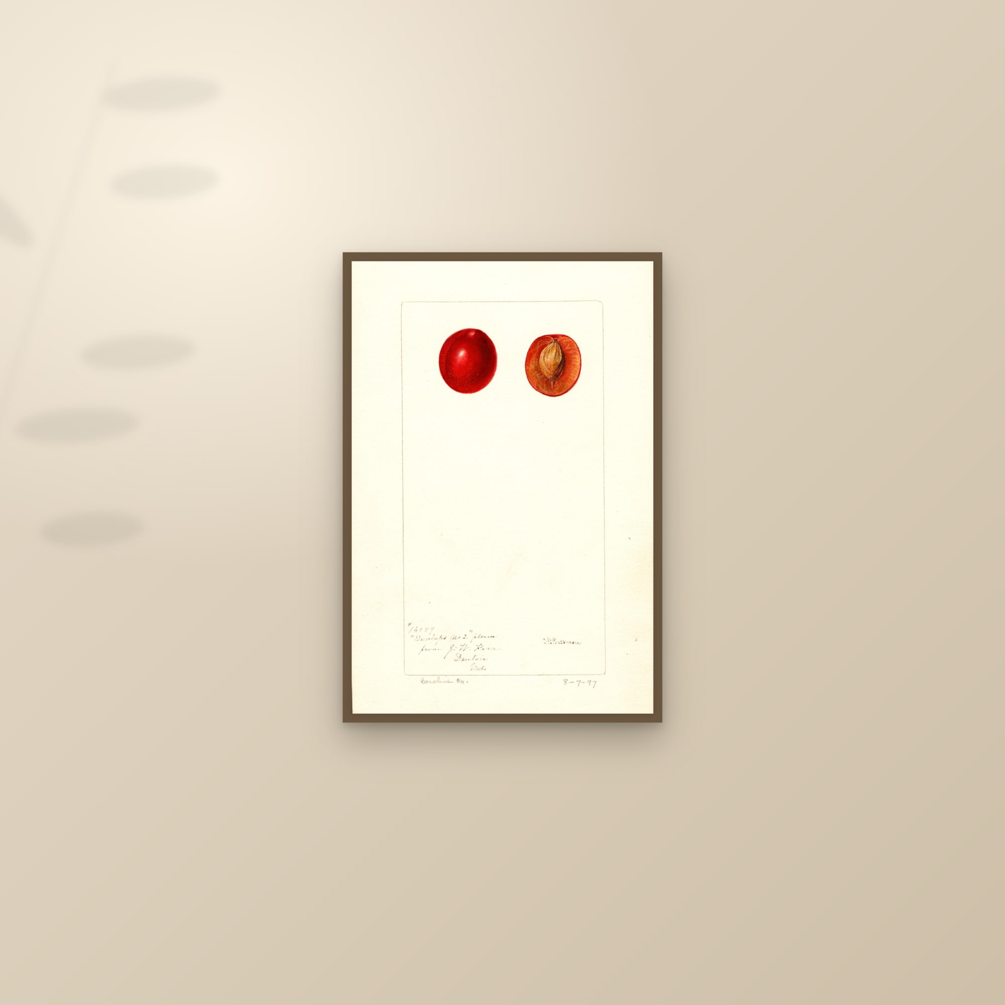 Dunlaps No. 2 Plum — framed and styled on a sunlit wall