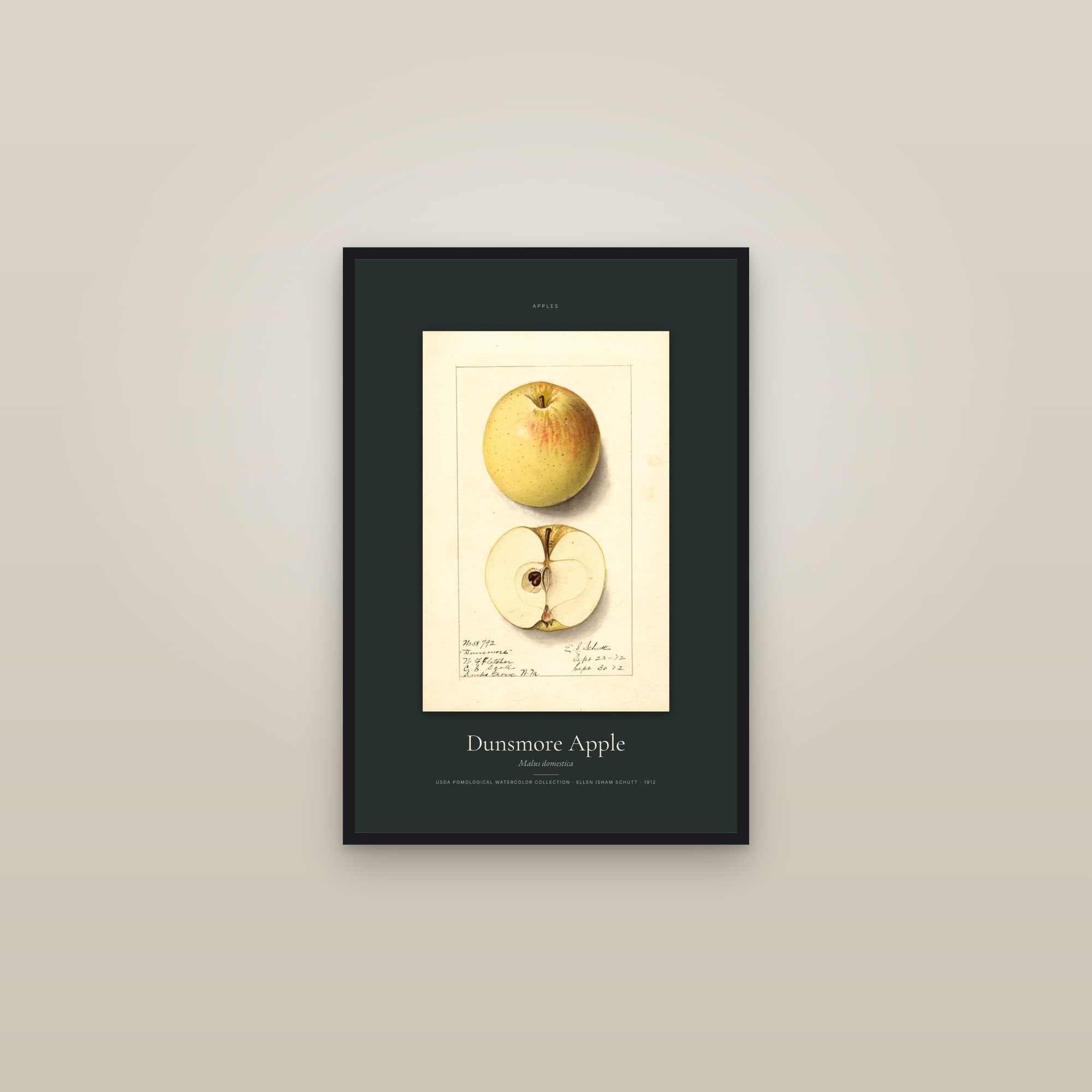 Dunsmore Apple — Specimen — framed in a gallery setting