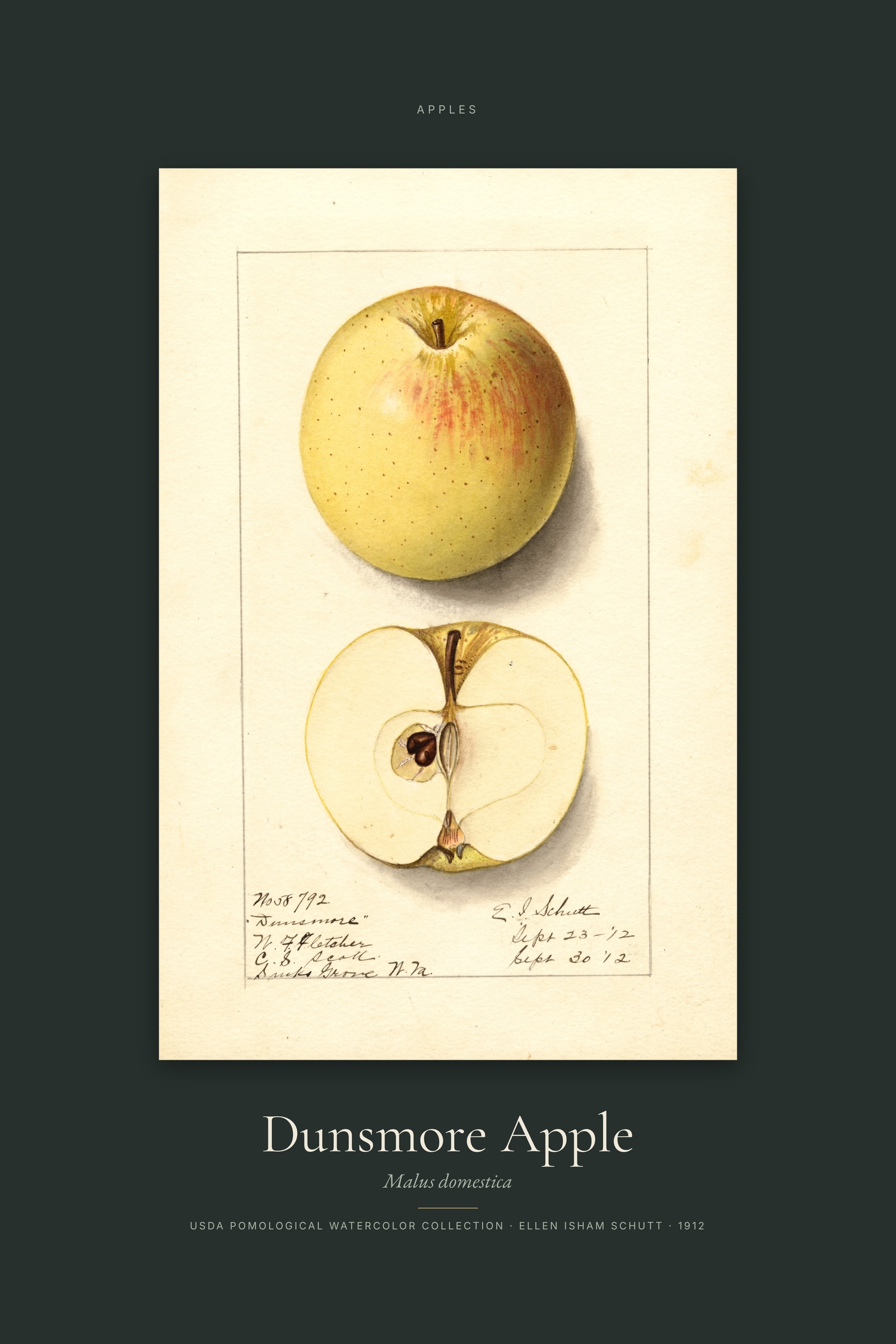Dunsmore Apple — Specimen