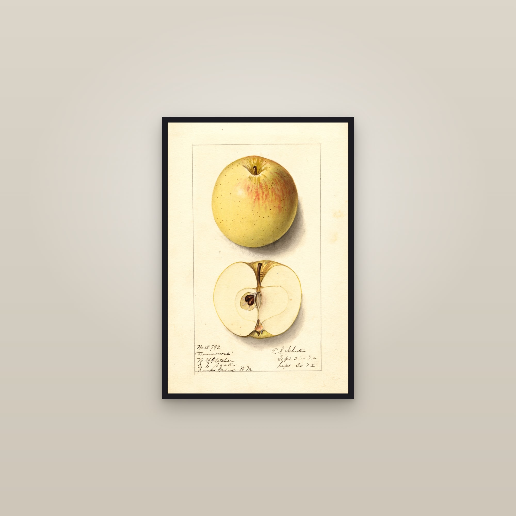 Dunsmore Apple — framed in a gallery setting