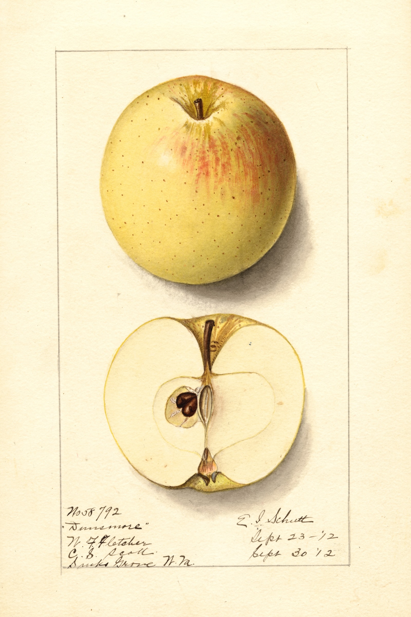 Dunsmore Apple