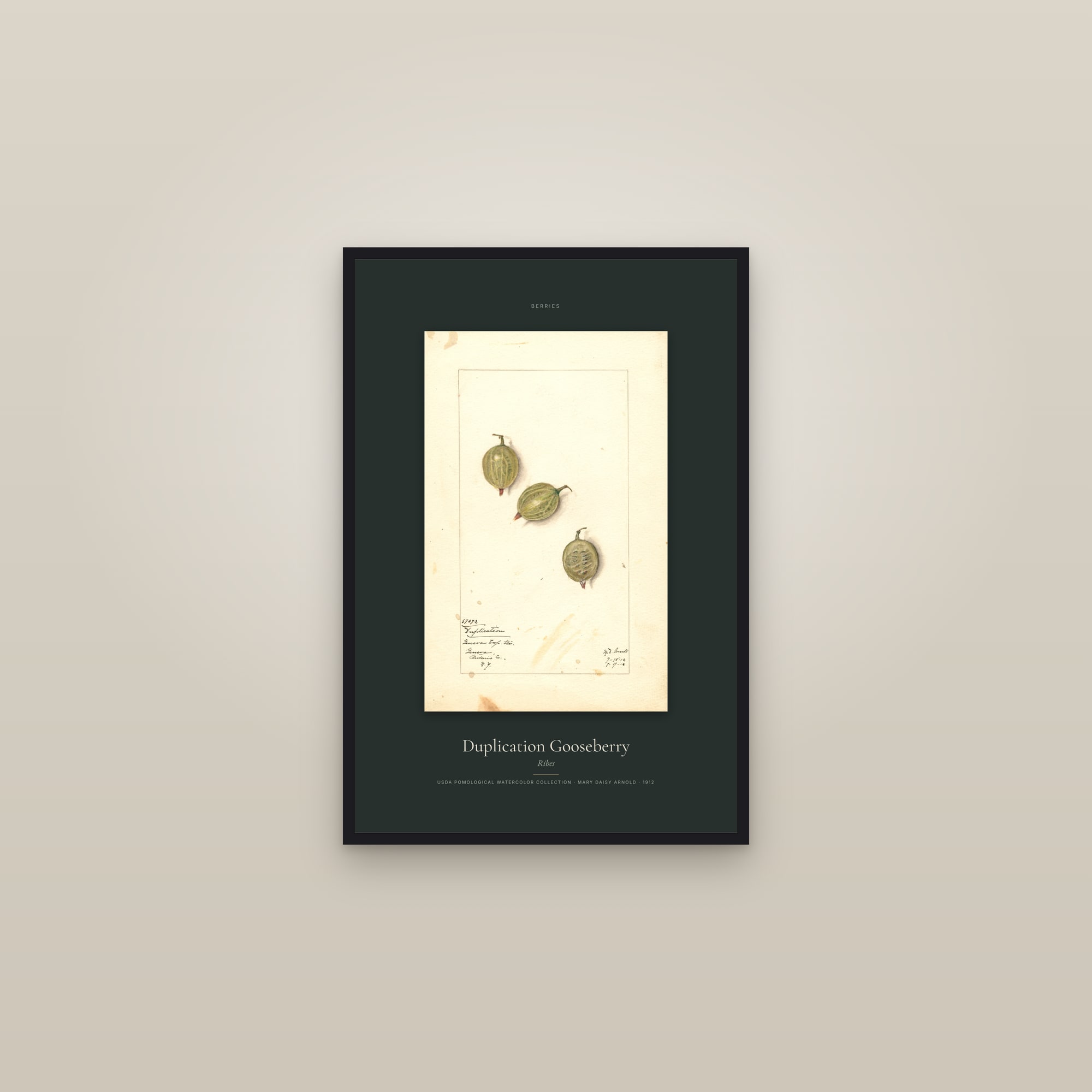 Duplication Gooseberry — Specimen — framed in a gallery setting
