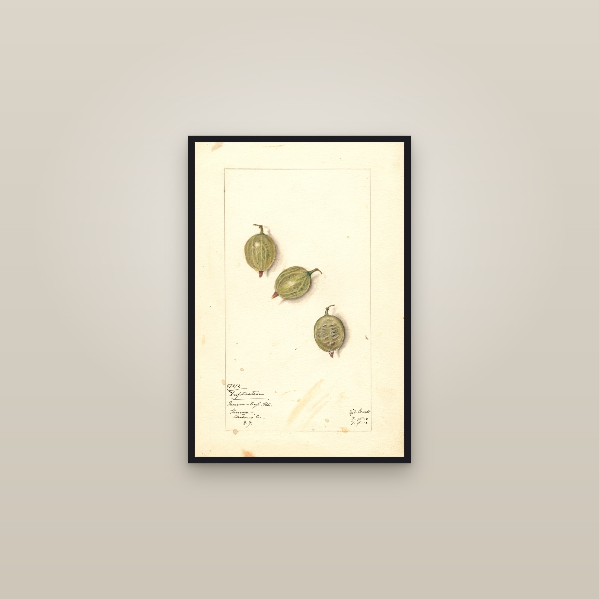 Duplication Gooseberry — framed in a gallery setting