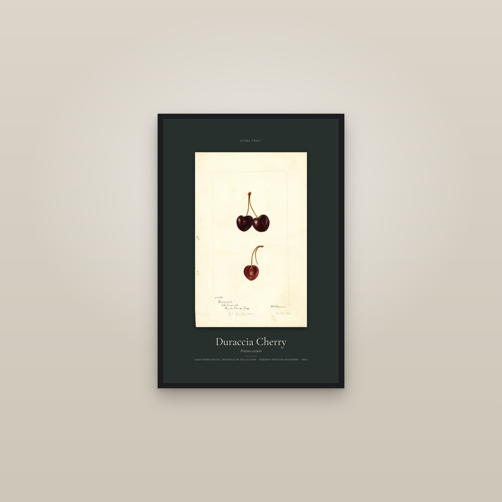Duraccia Cherry — Specimen — framed in a gallery setting
