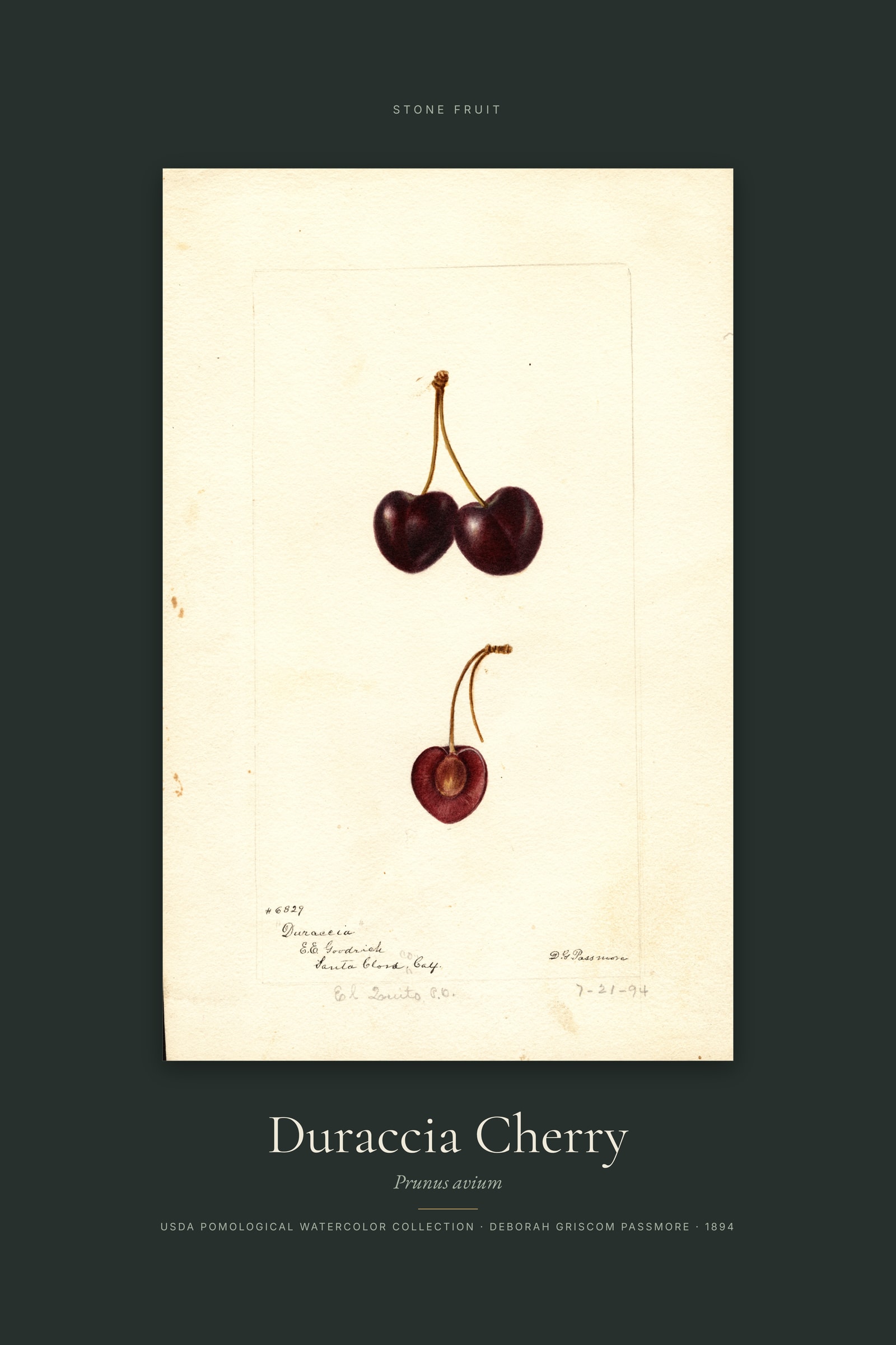 Duraccia Cherry — Specimen