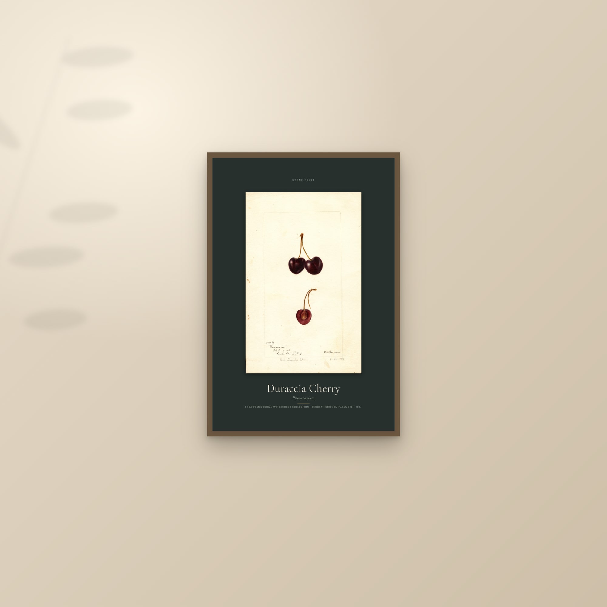 Duraccia Cherry — Specimen — framed and styled on a sunlit wall