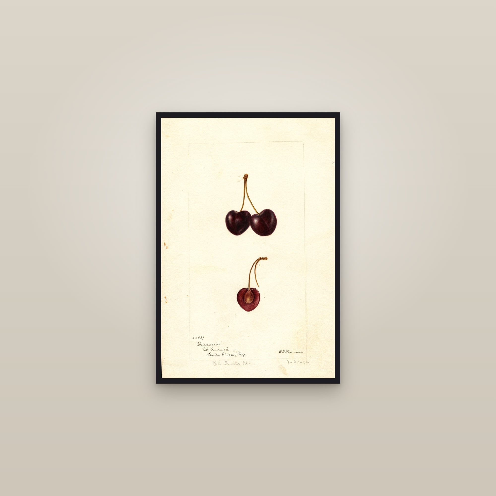 Duraccia Cherry — framed in a gallery setting