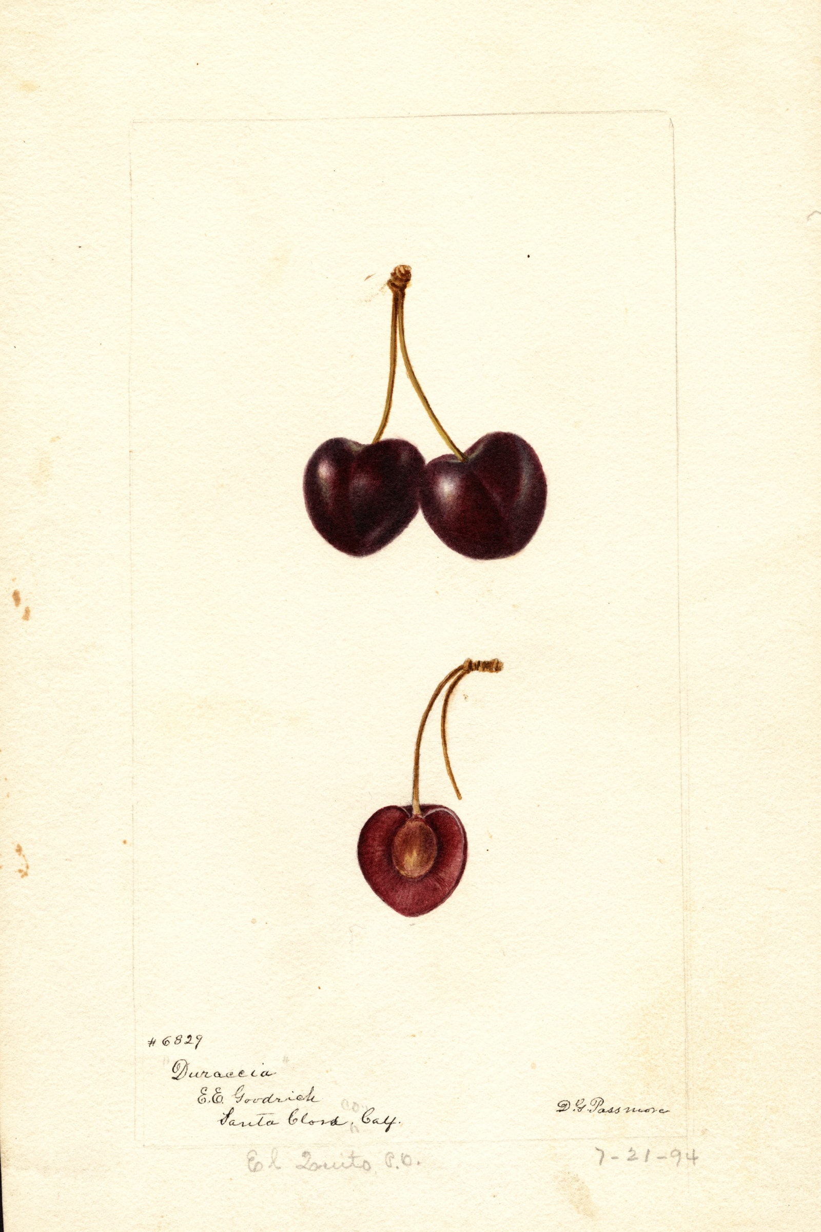 Duraccia Cherry