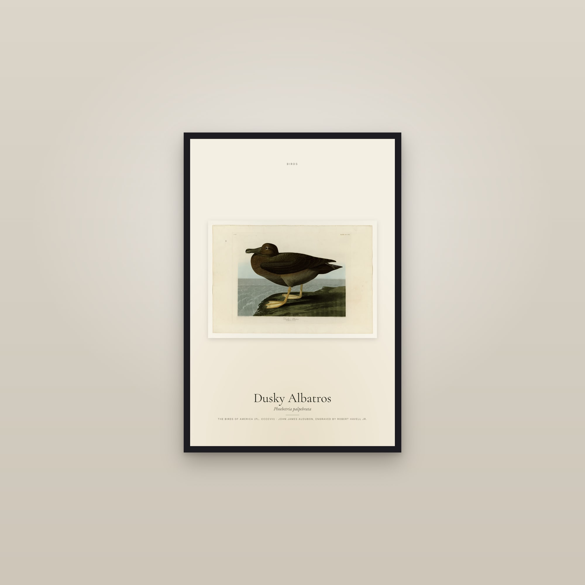 Dusky Albatros — framed in a gallery setting