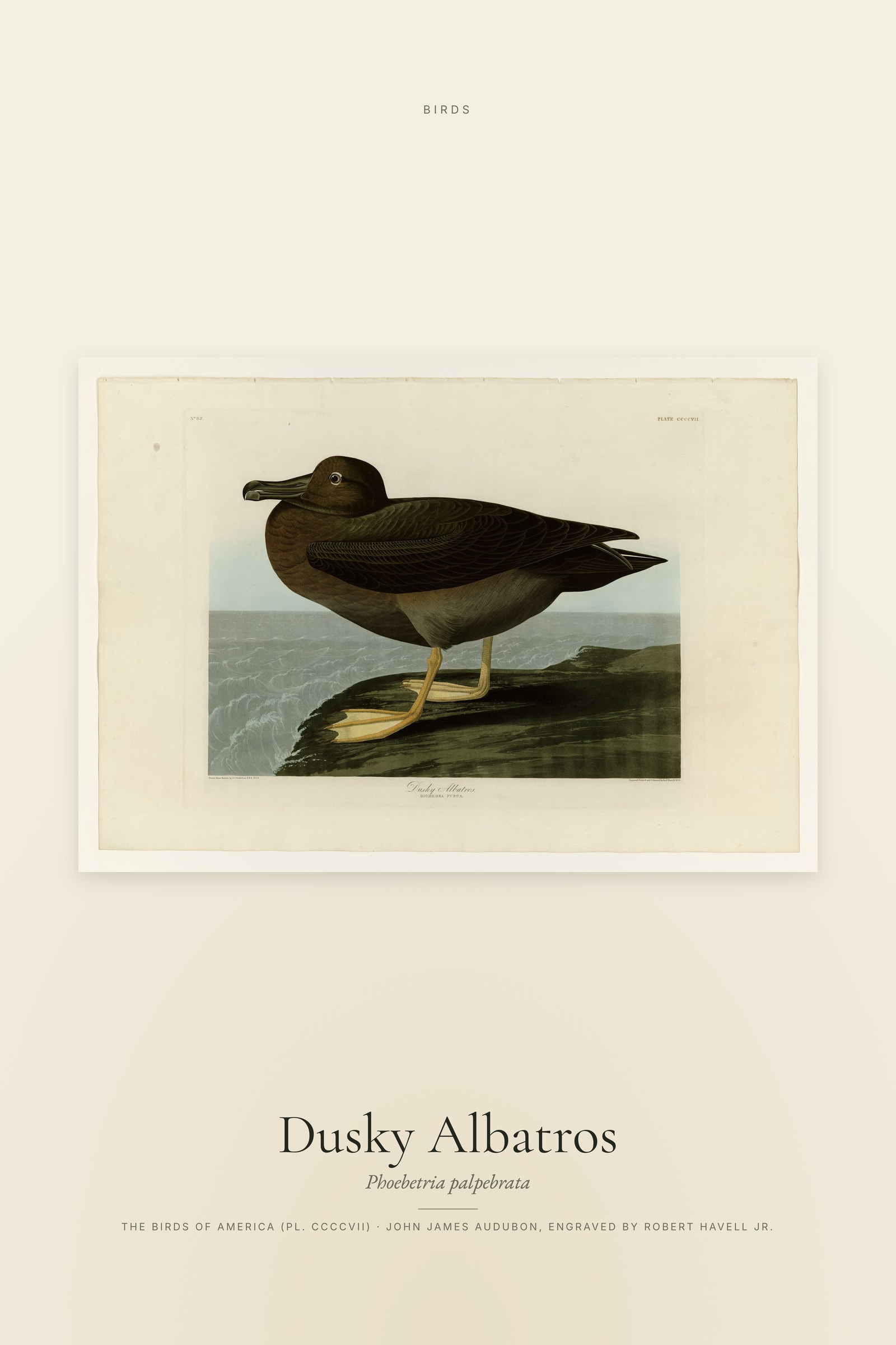 Dusky Albatros
