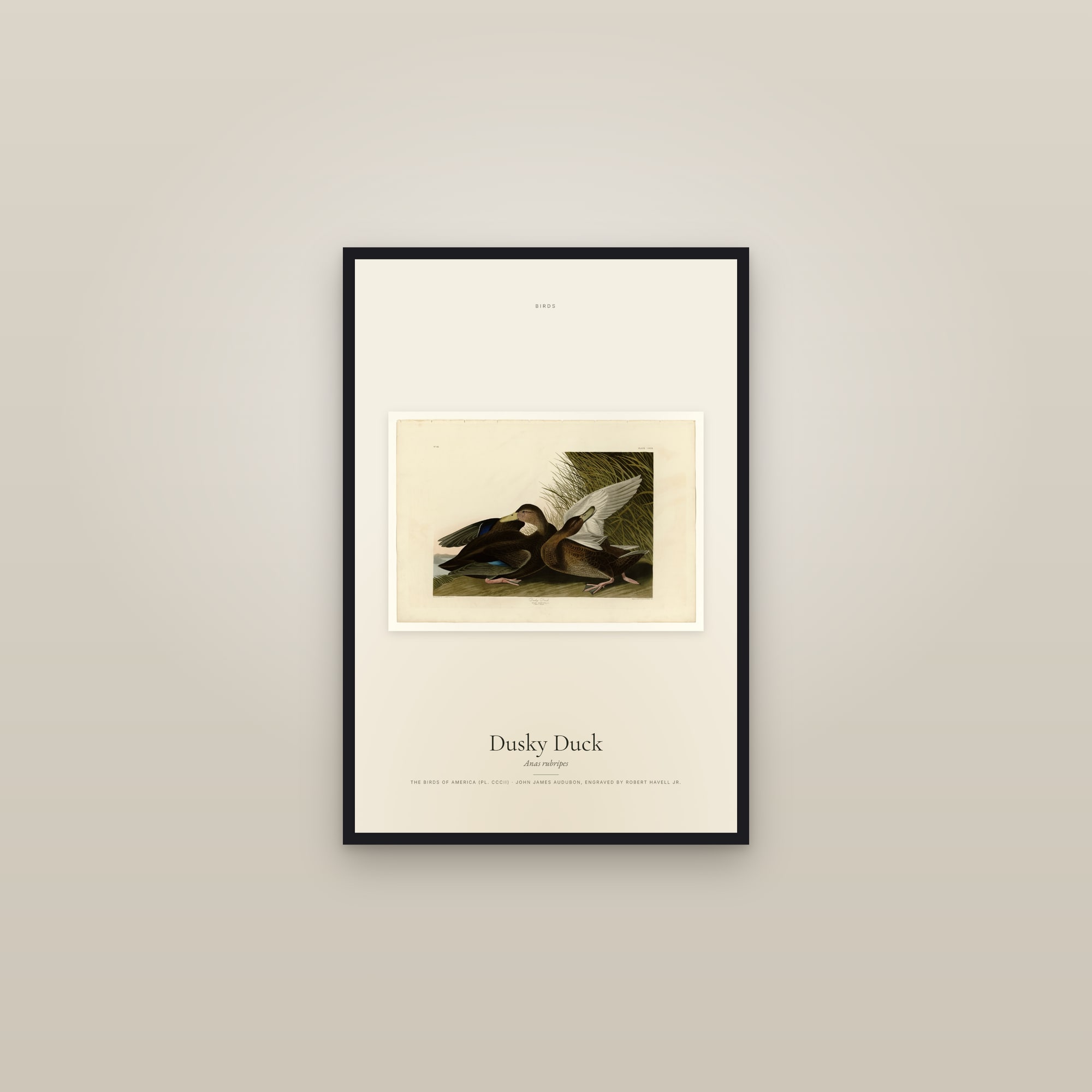 Dusky Duck — framed in a gallery setting