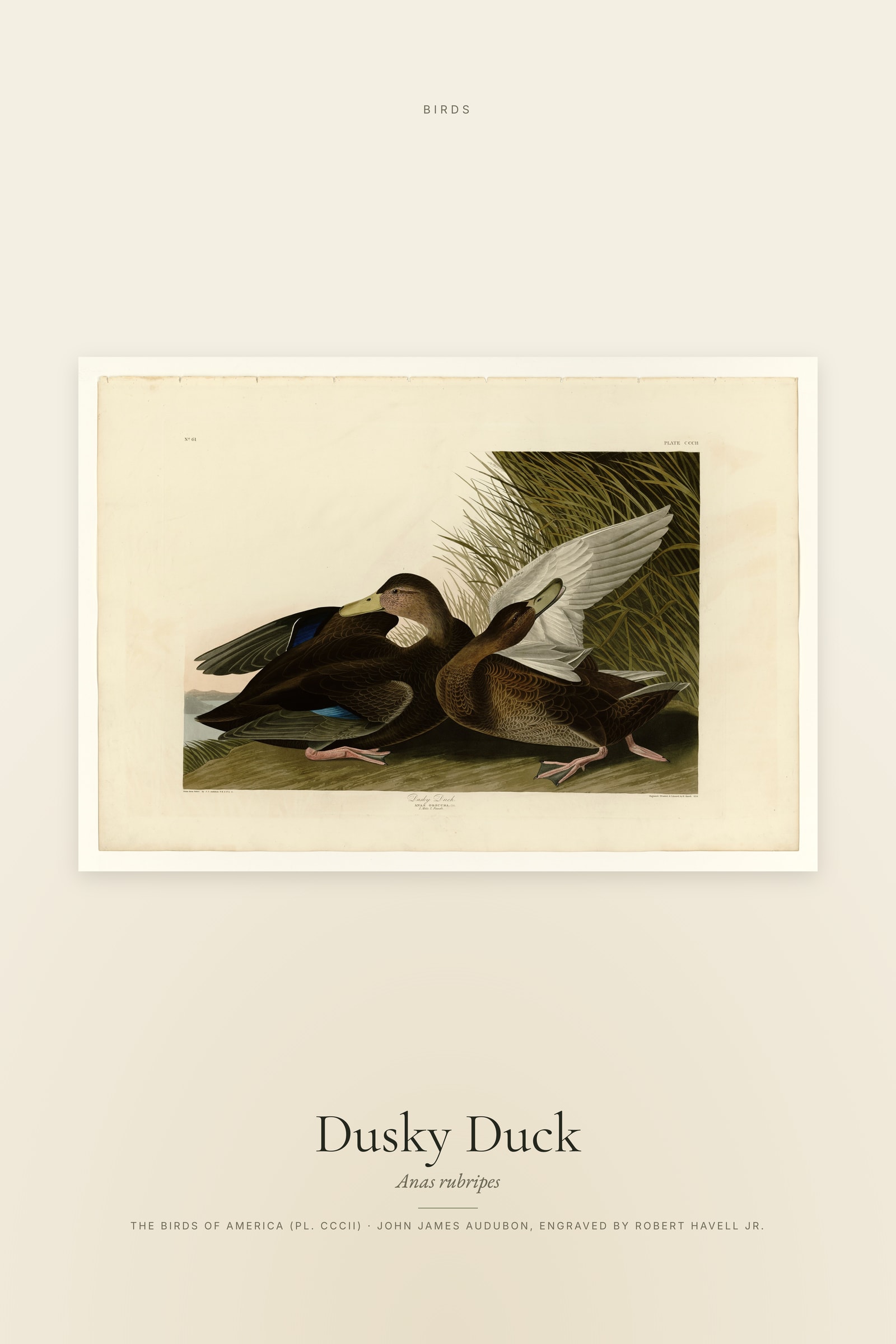 Dusky Duck