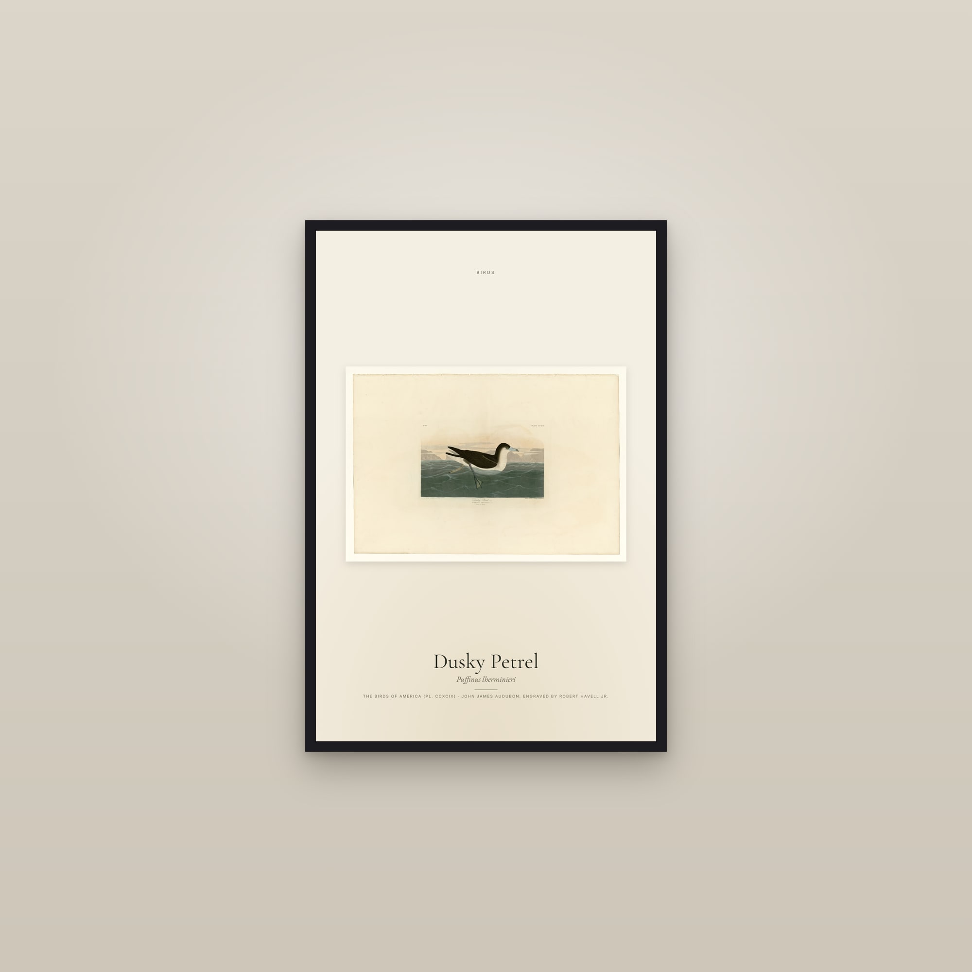 Dusky Petrel — framed in a gallery setting