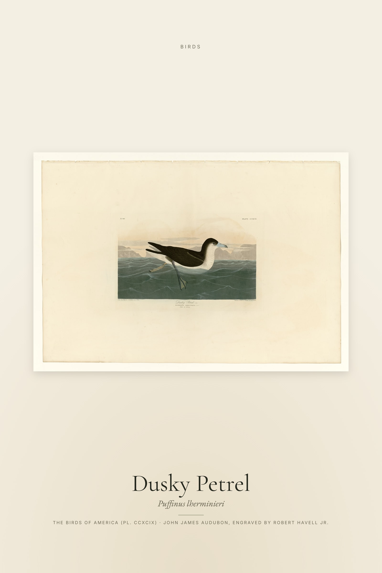 Dusky Petrel