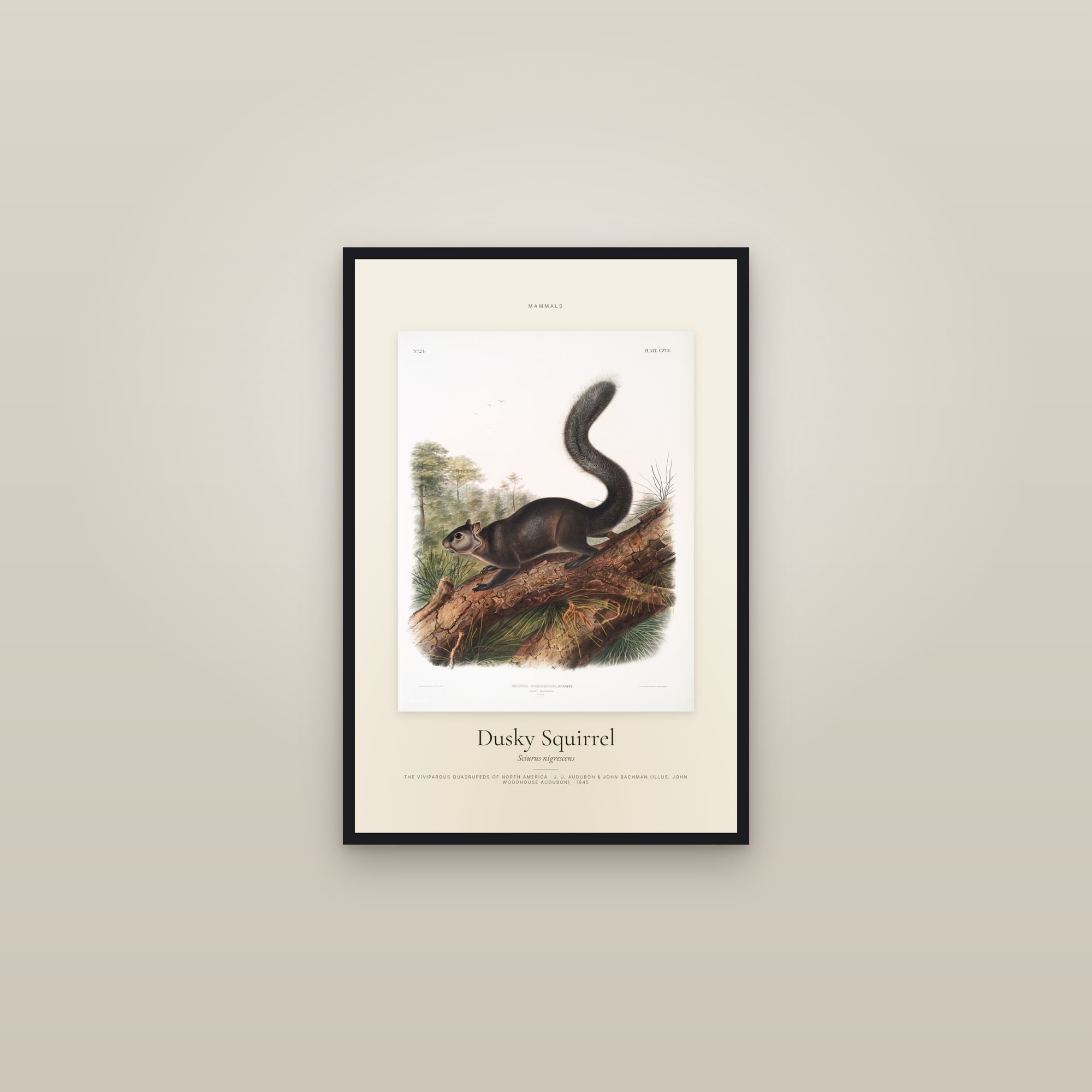 Dusky Squirrel — Specimen — framed in a gallery setting