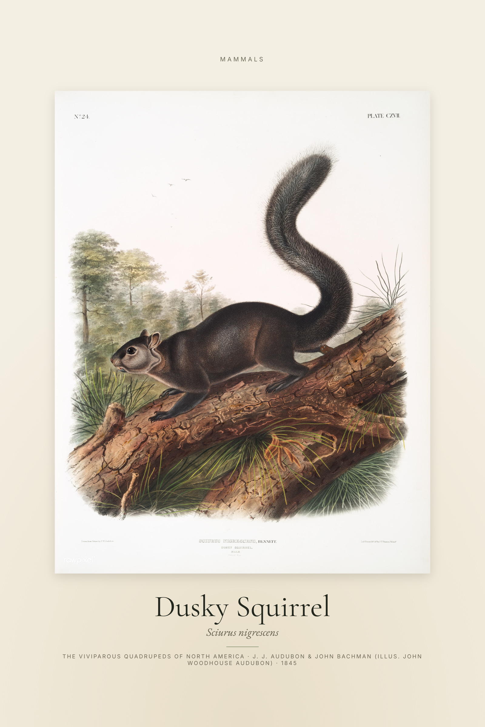 Dusky Squirrel — Specimen