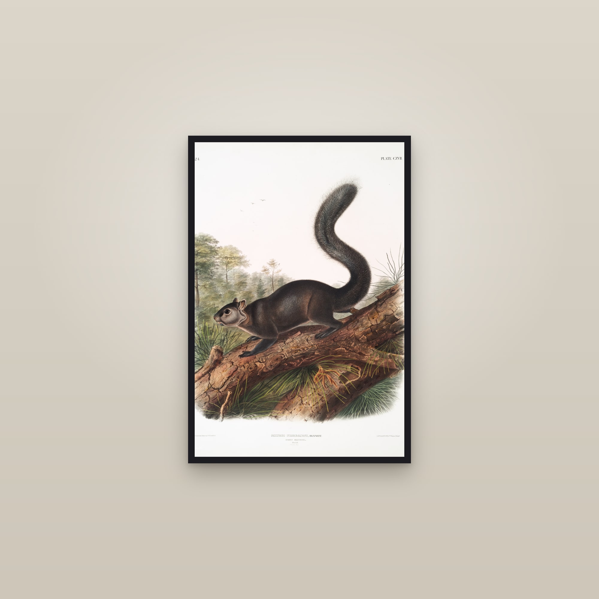 Dusky Squirrel — framed in a gallery setting