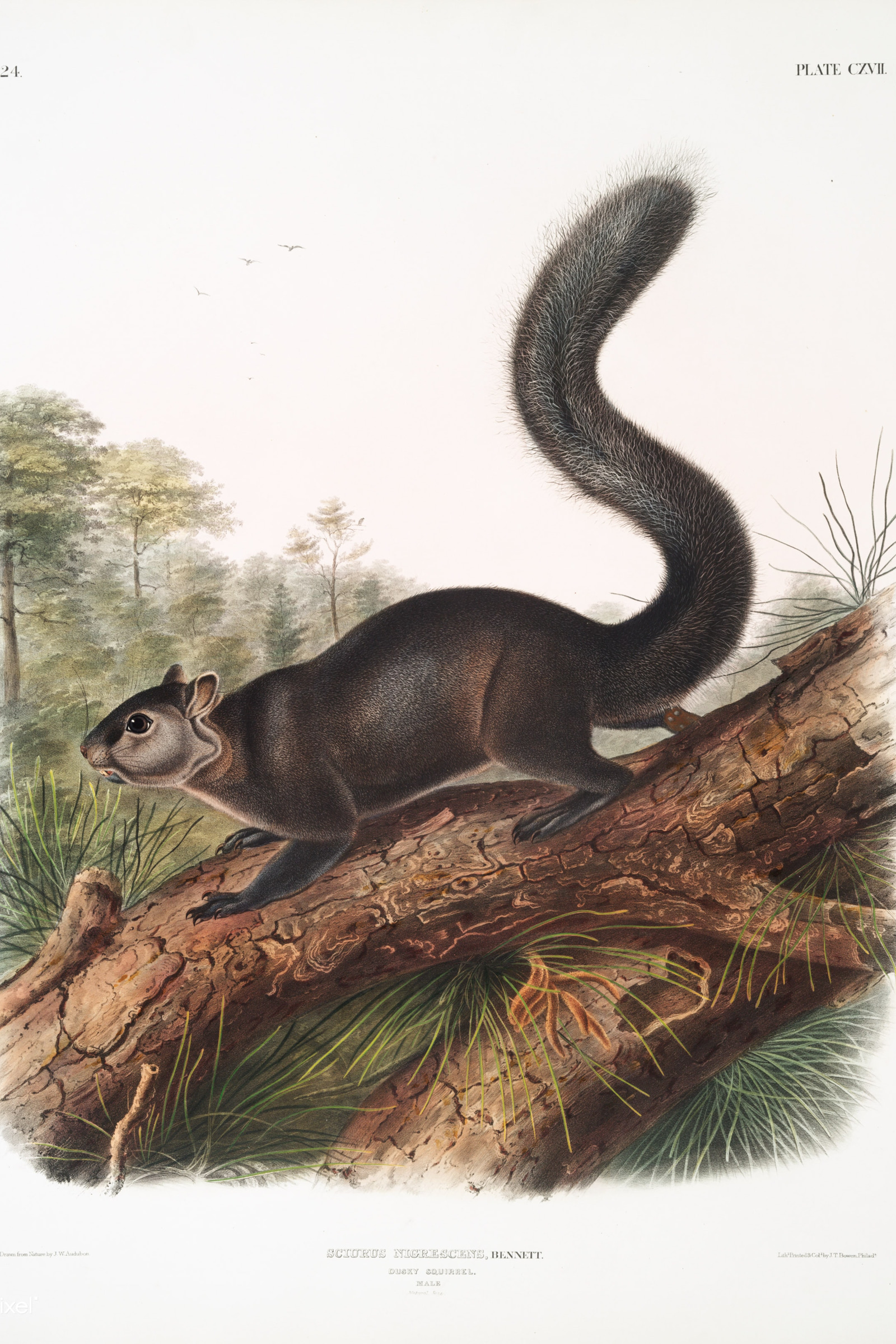 Dusky Squirrel