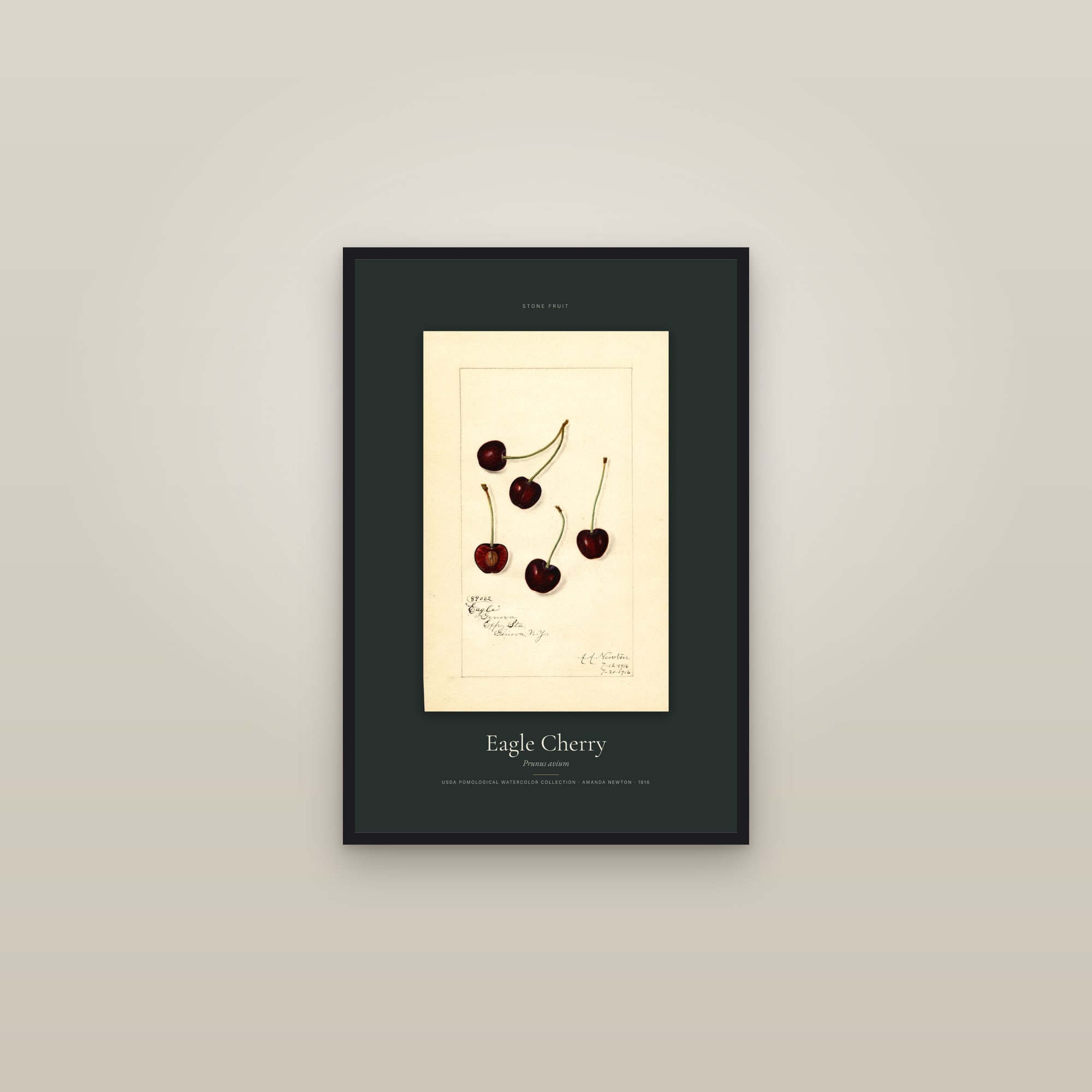 Eagle Cherry — Specimen — framed in a gallery setting