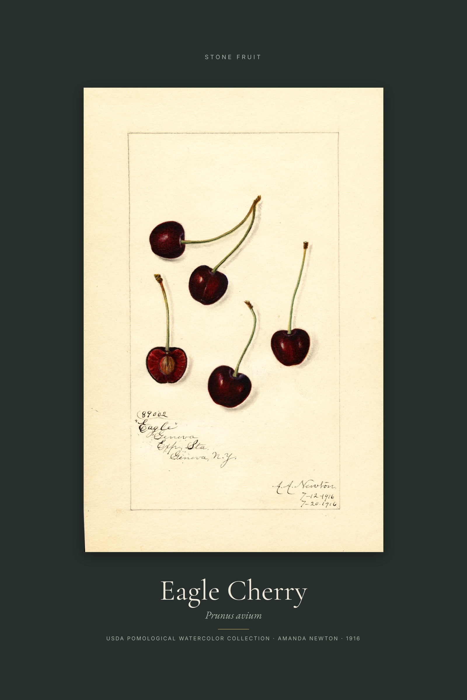 Eagle Cherry — Specimen
