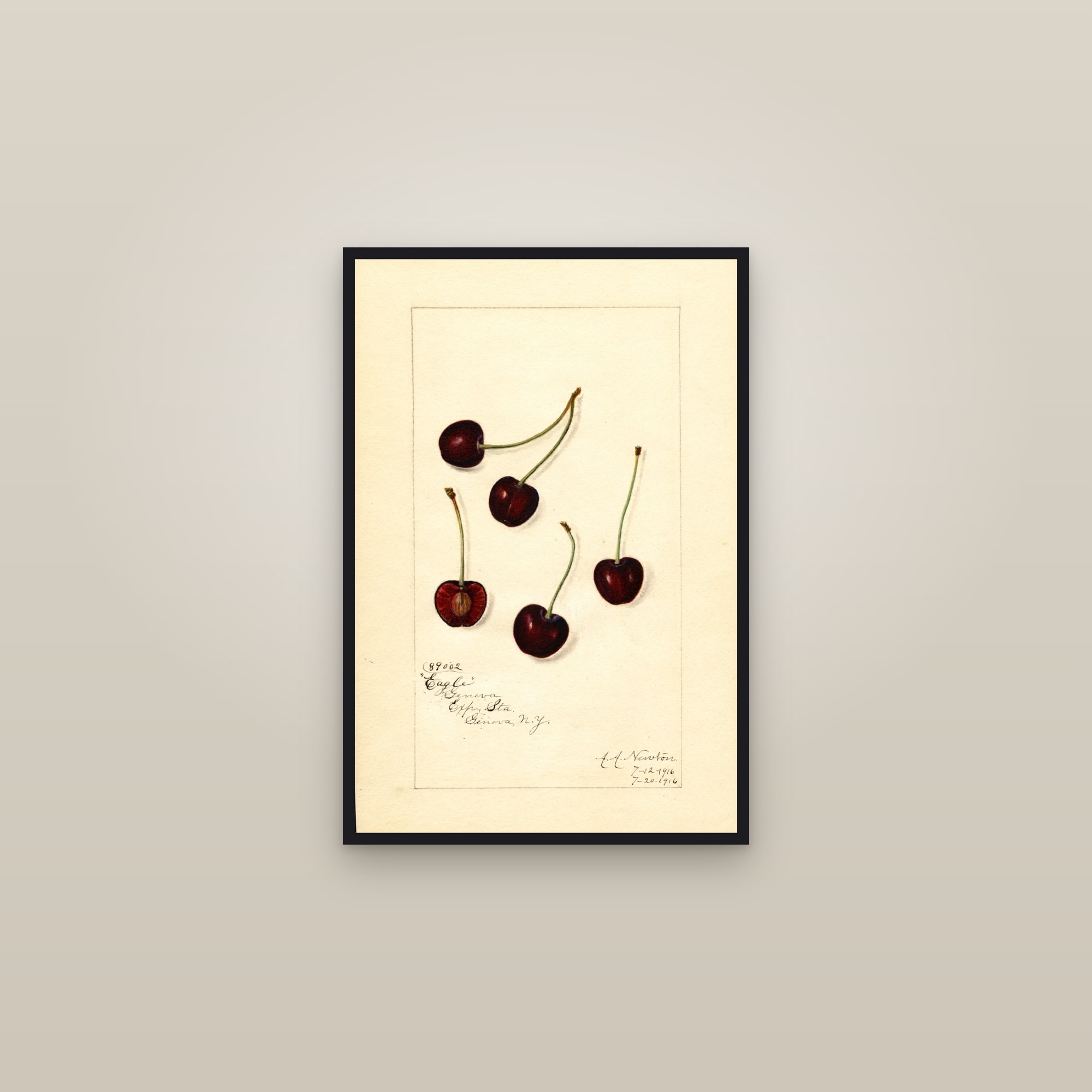 Eagle Cherry — framed in a gallery setting
