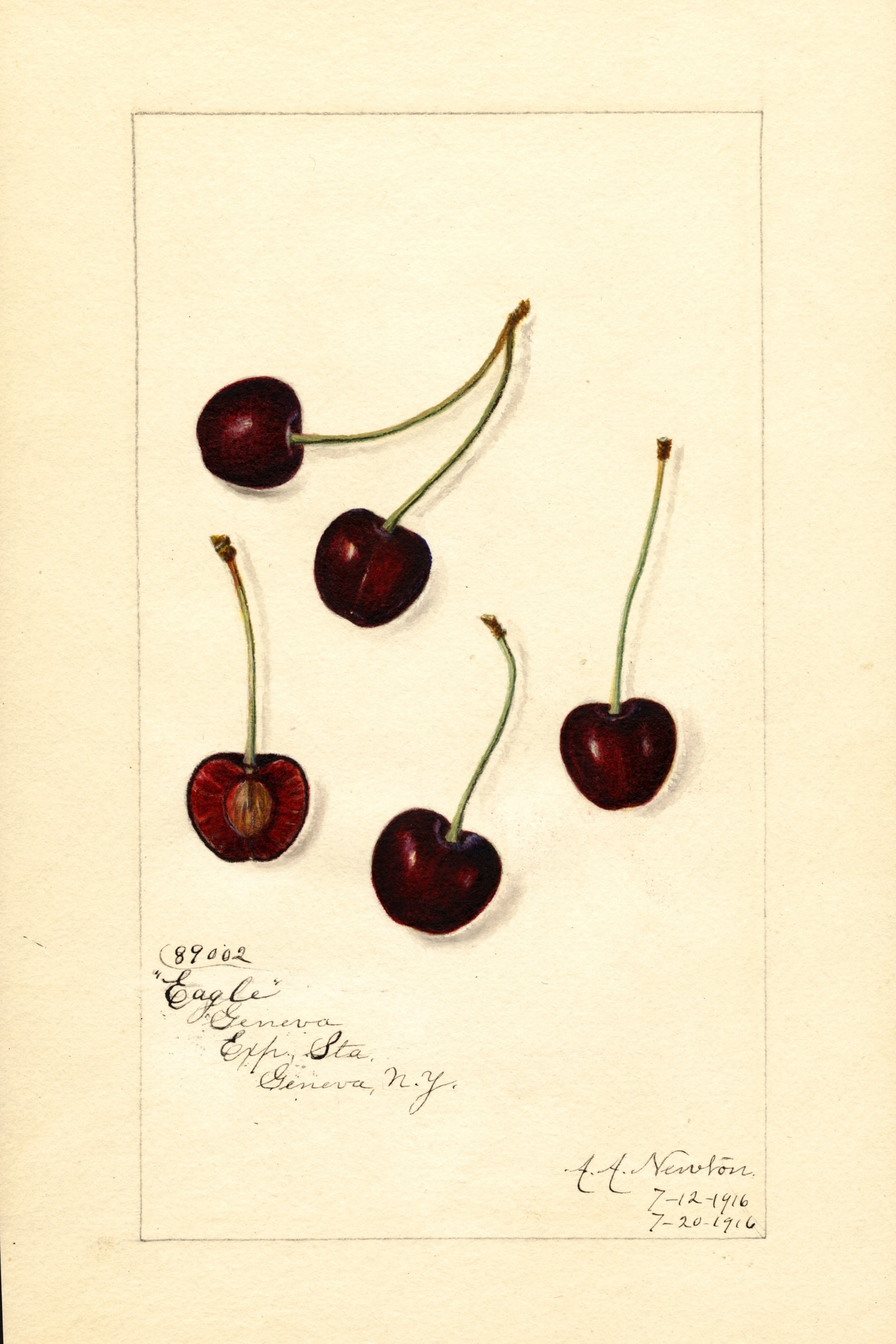 Eagle Cherry