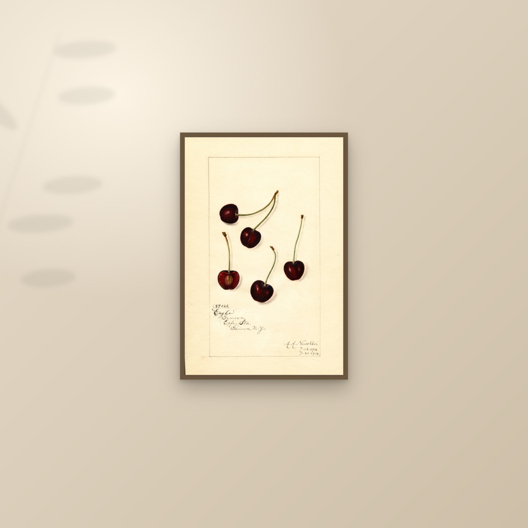 Eagle Cherry — framed and styled on a sunlit wall