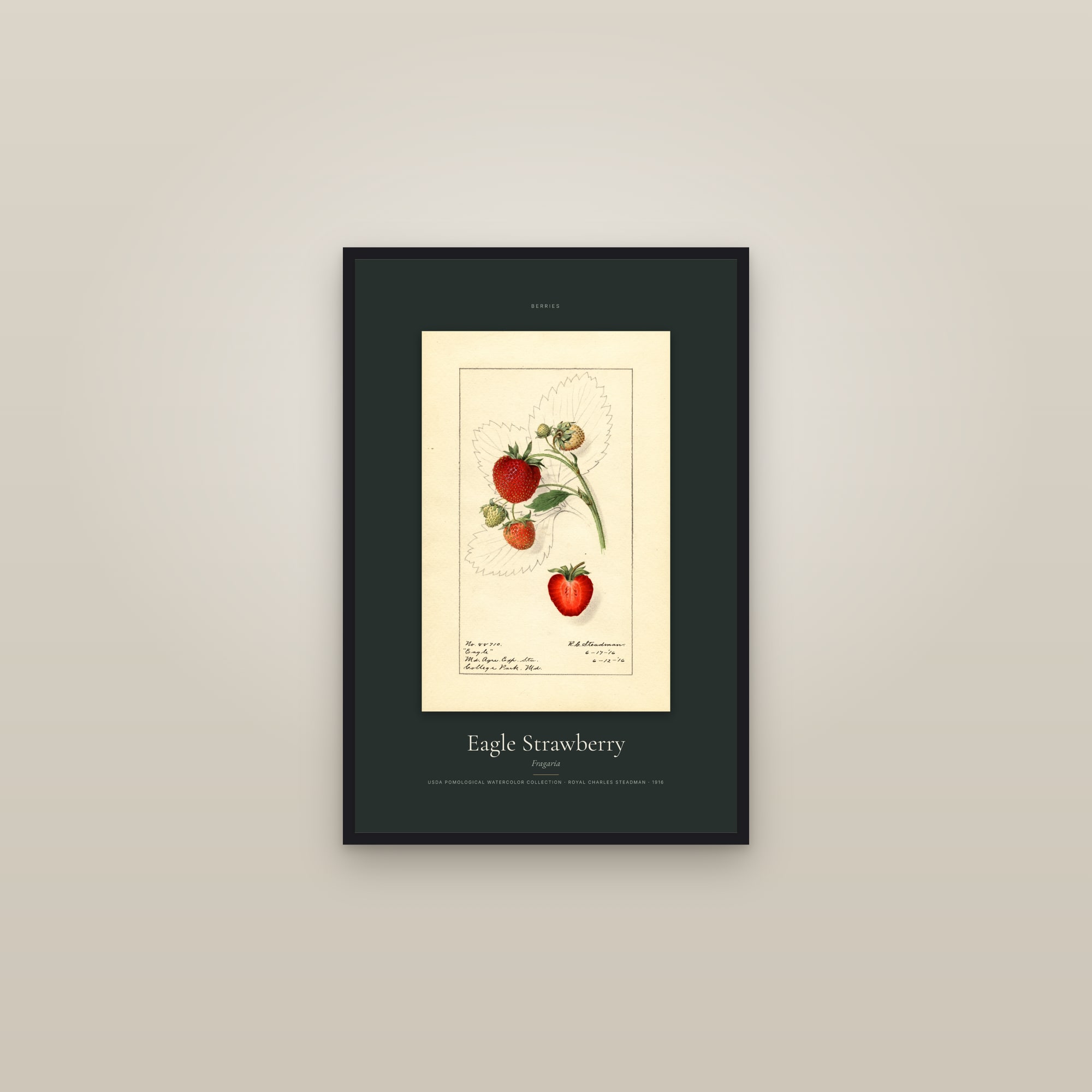 Eagle Strawberry — Specimen — framed in a gallery setting