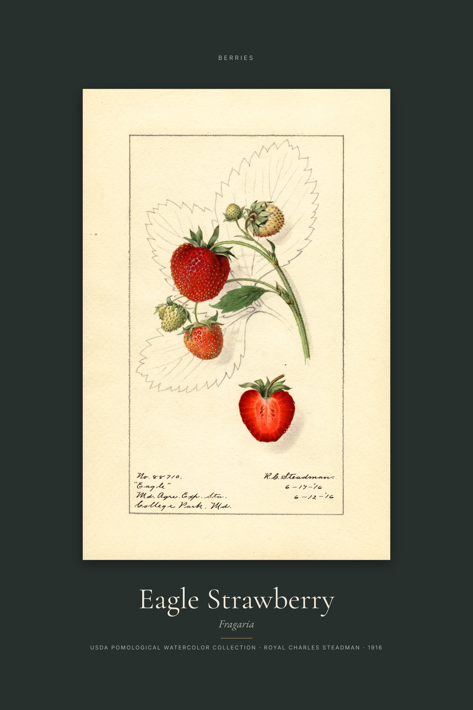 Eagle Strawberry — Specimen