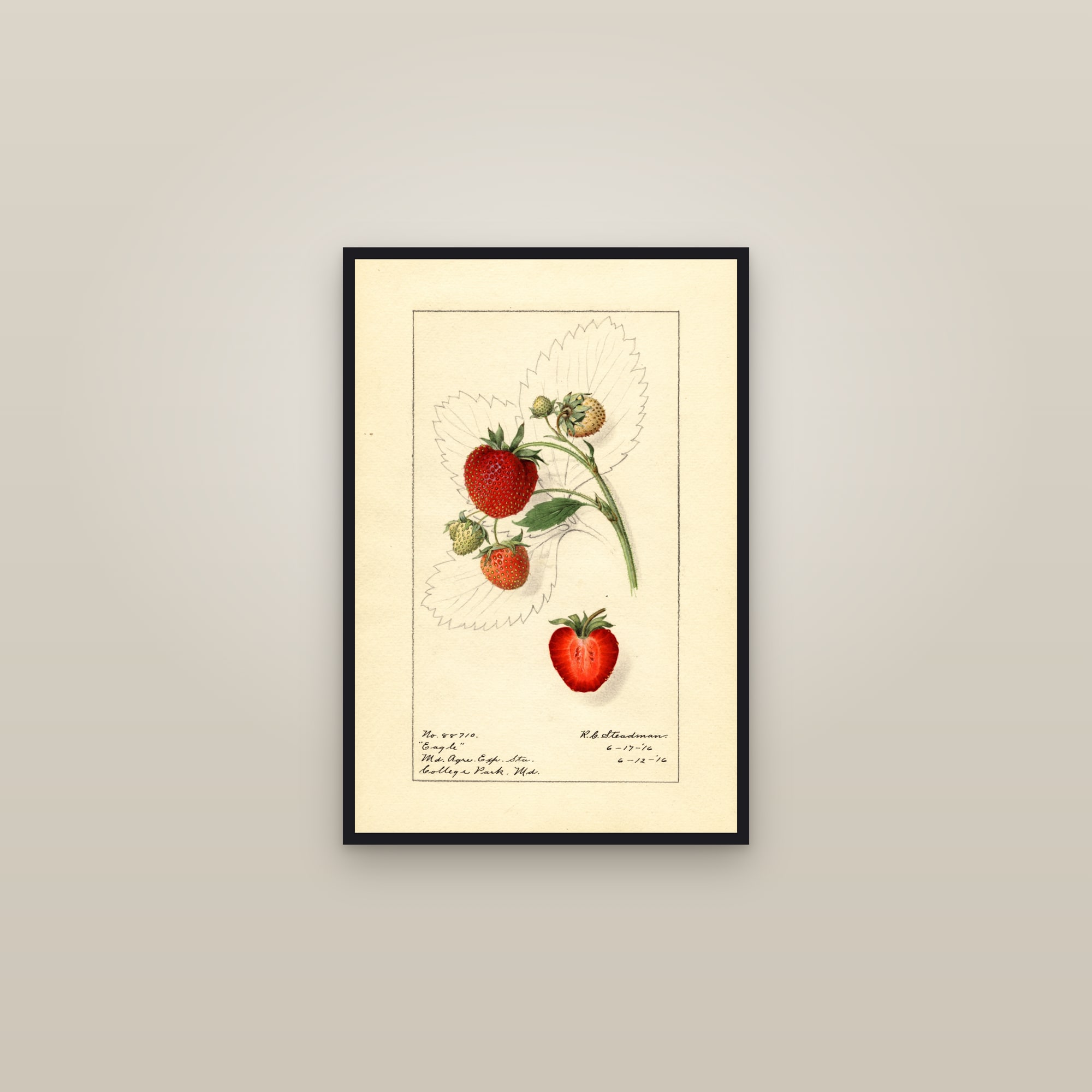 Eagle Strawberry — framed in a gallery setting