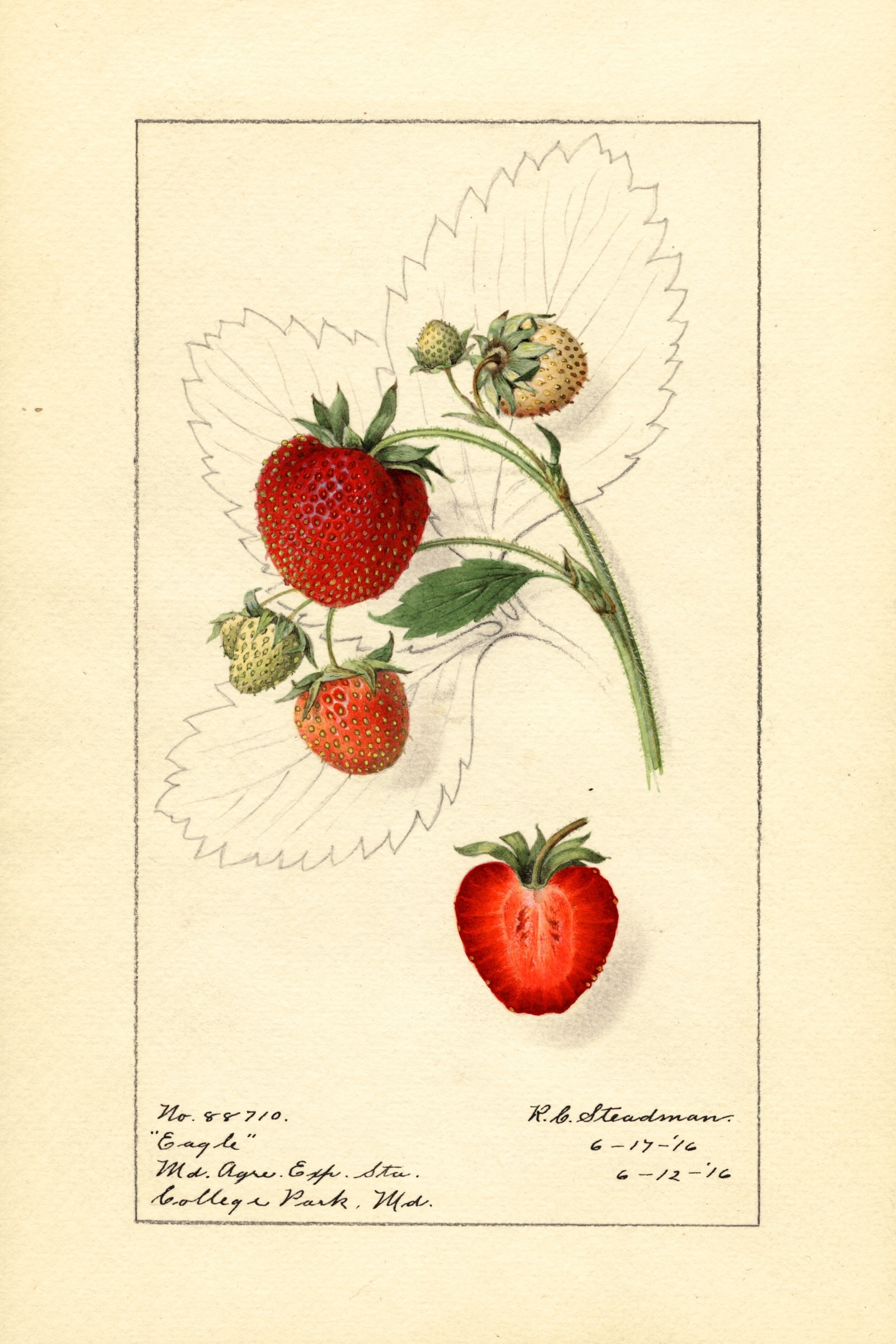 Eagle Strawberry